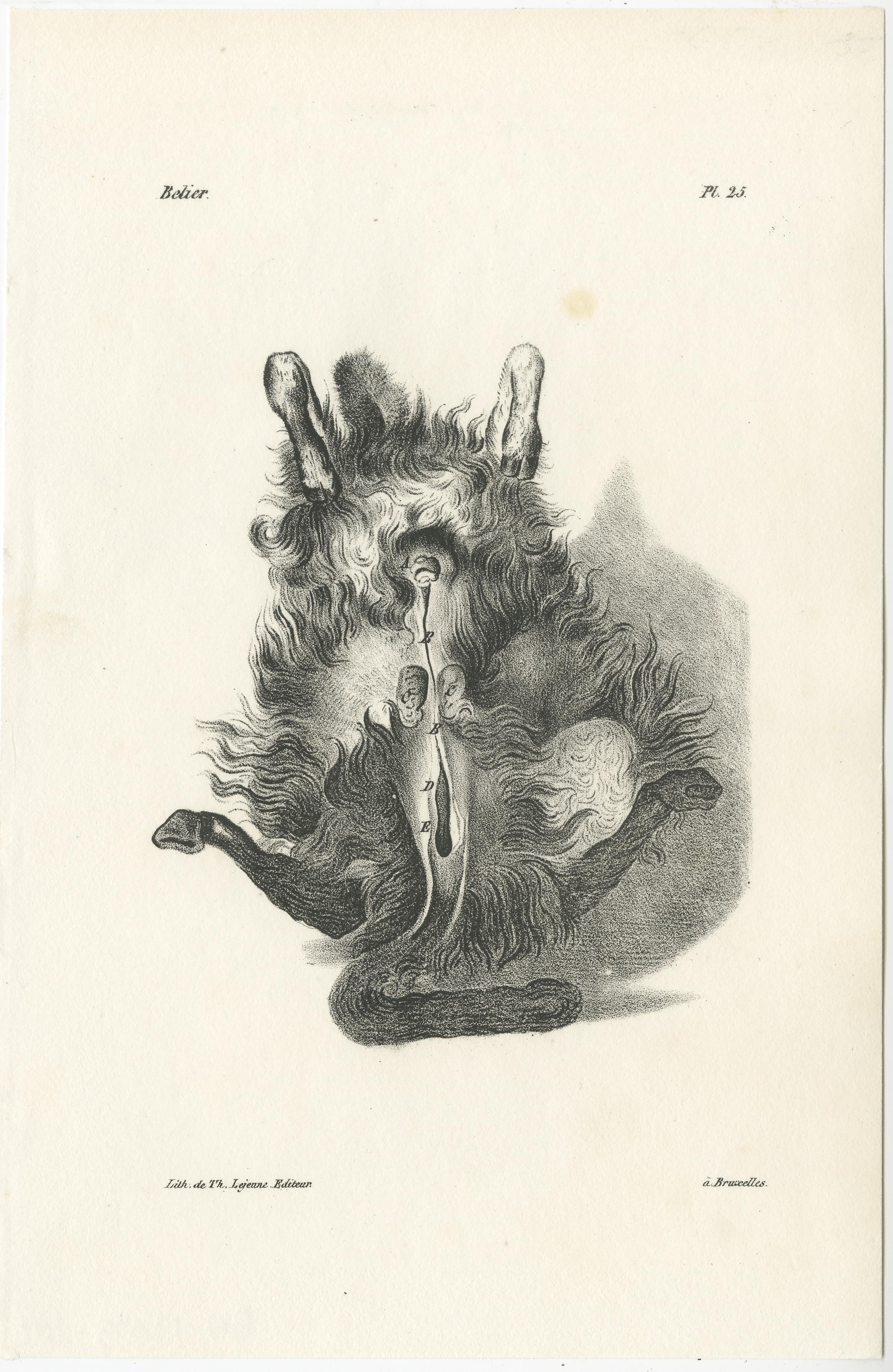 Papier Gravures d'anatomie animale du 19e siècle par Lejeune,  vers 1840 en vente