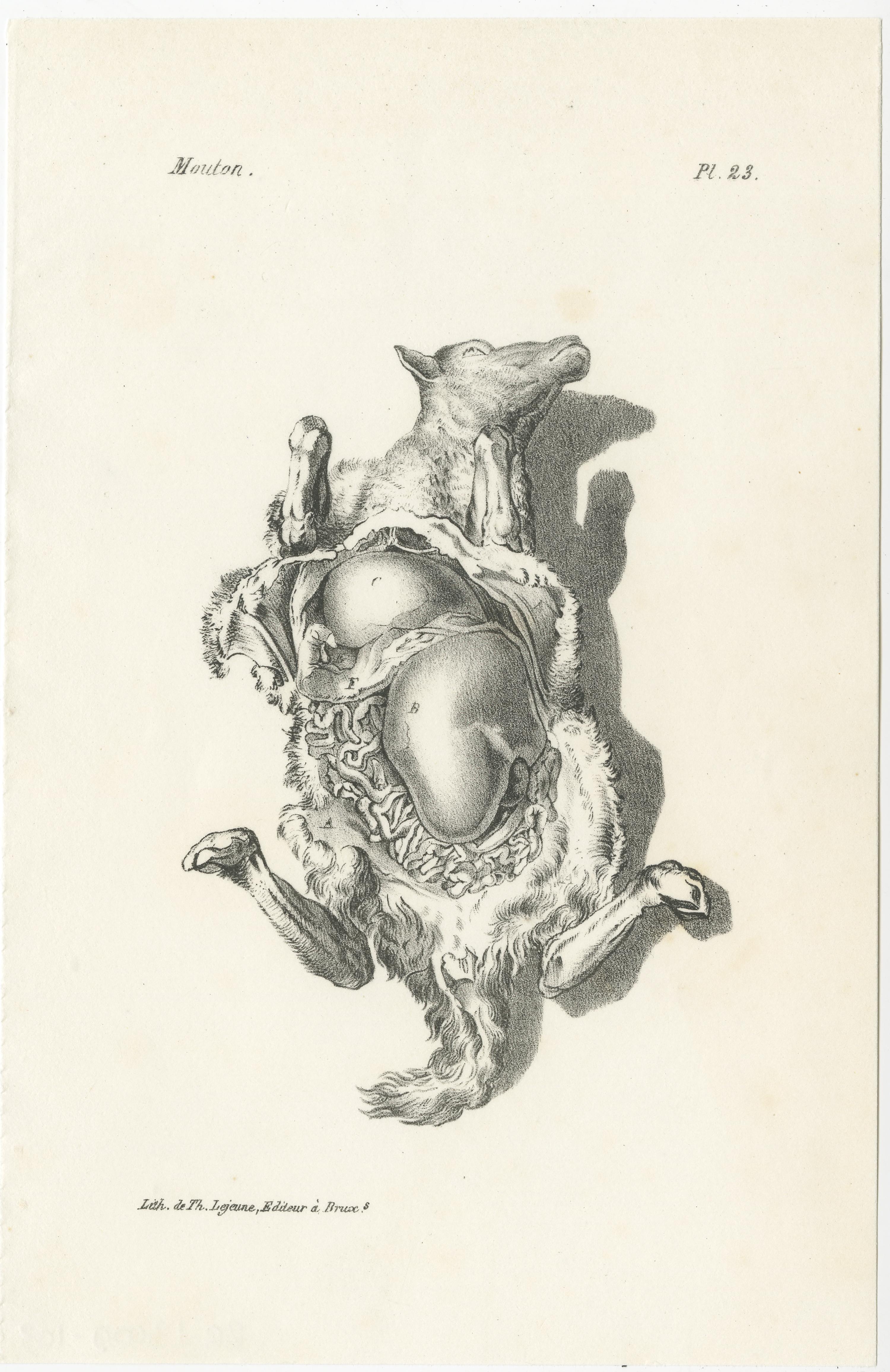 Gravures d'anatomie animale du 19e siècle par Lejeune,  vers 1840 en vente 1
