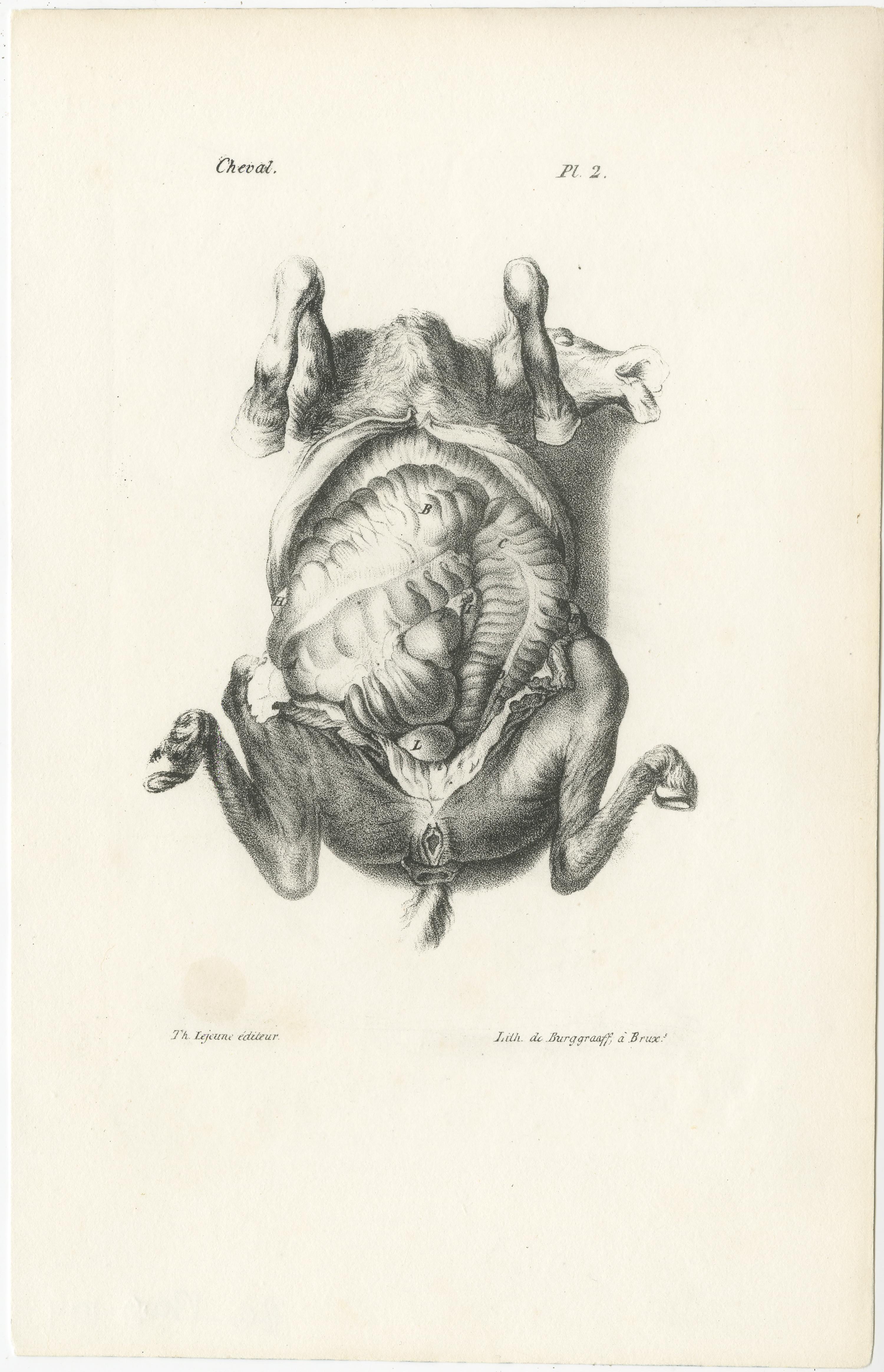 Gravures d'anatomie animale du 19e siècle par Lejeune,  vers 1840 en vente 2