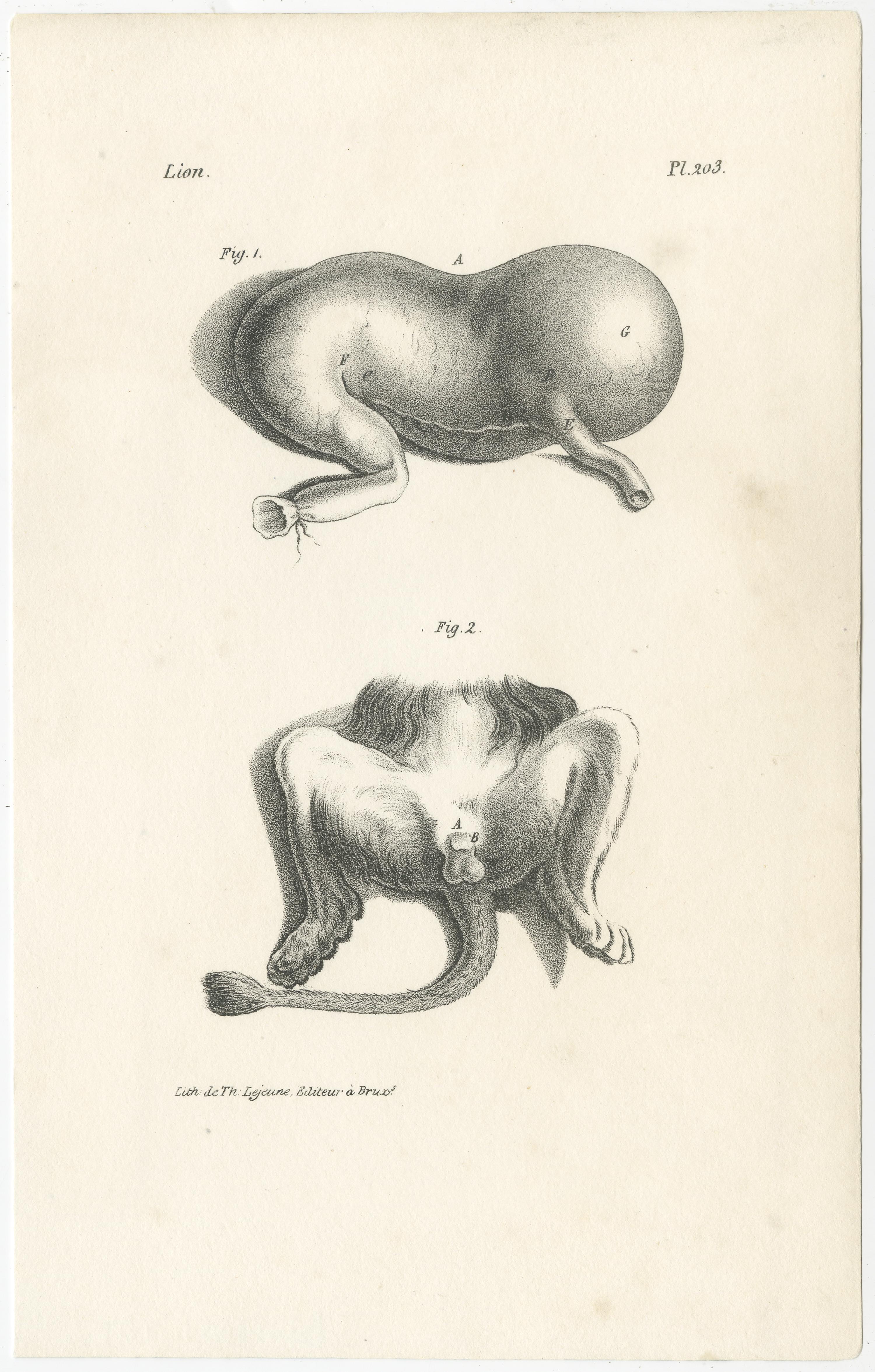 Gravures d'anatomie animale du 19e siècle par Lejeune,  vers 1840 en vente 3