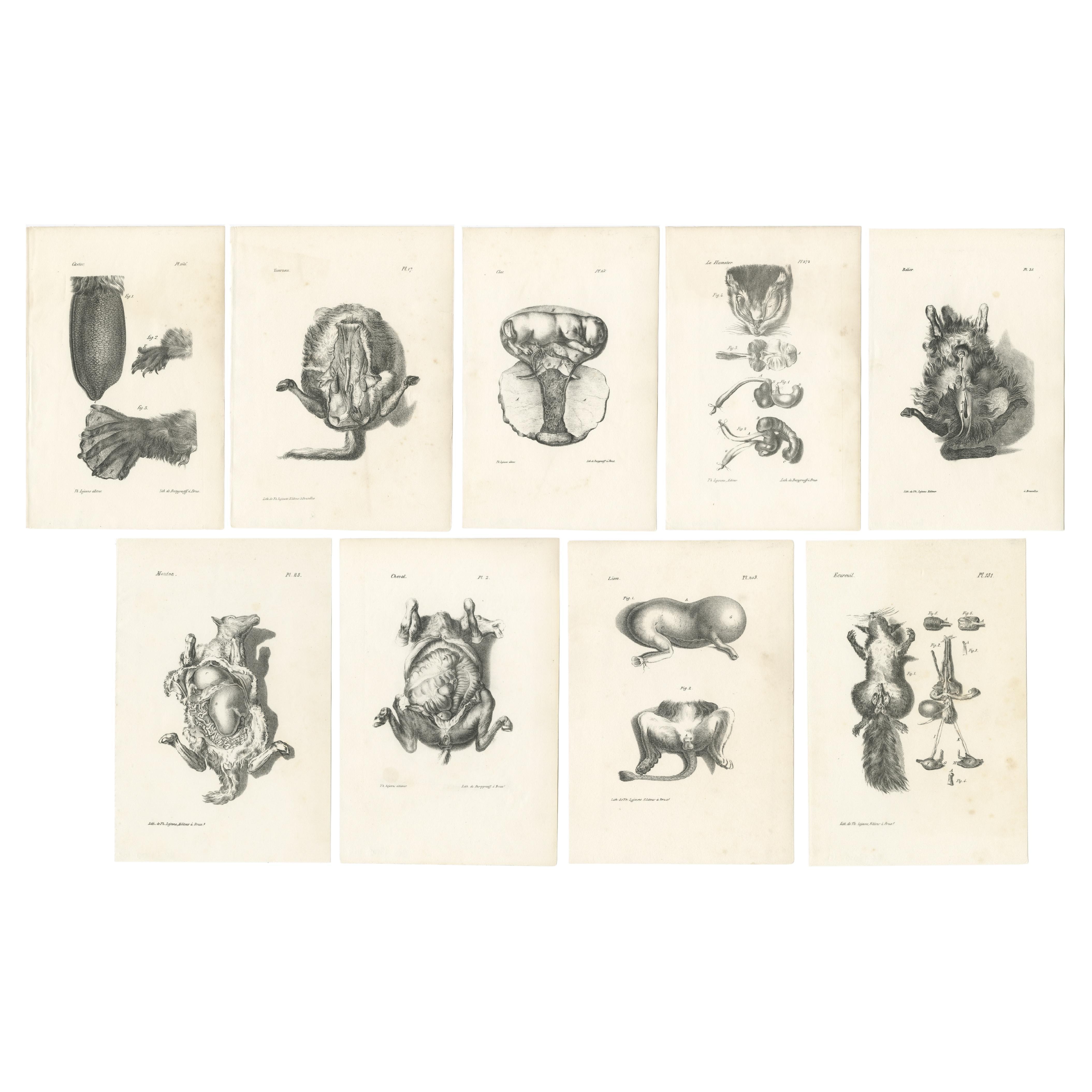 Set of 9 Antique Animal Anatomy Prints by Lejeune '' For Sale at  1stDibs | vintage animal anatomy posters