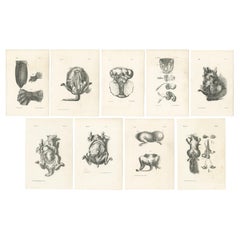 Gravures d'anatomie animale du 19e siècle par Lejeune,  vers 1840
