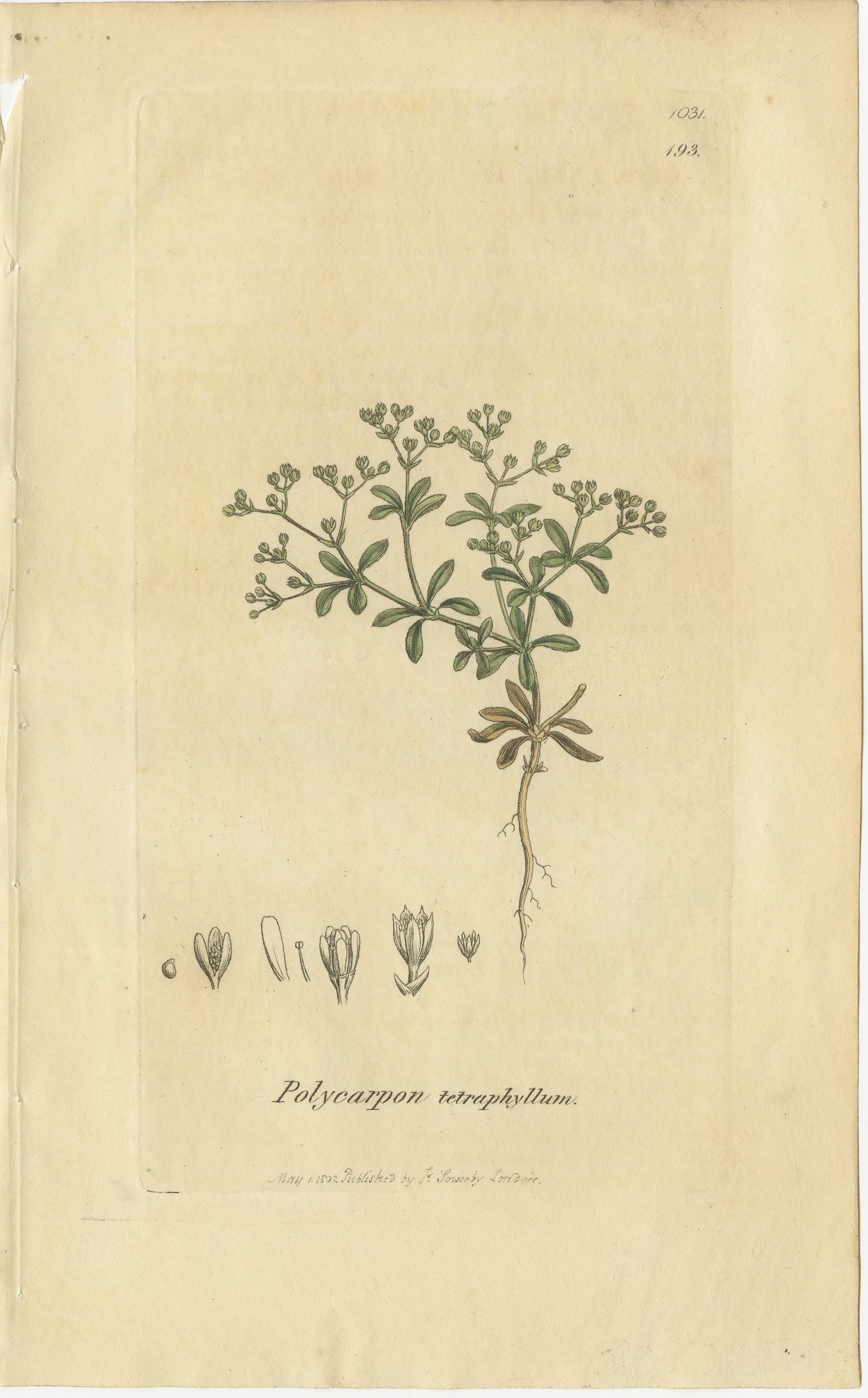 Conjunto de 9 grabados botánicos antiguos de hierbas y flores silvestres, c.1830 en venta 3