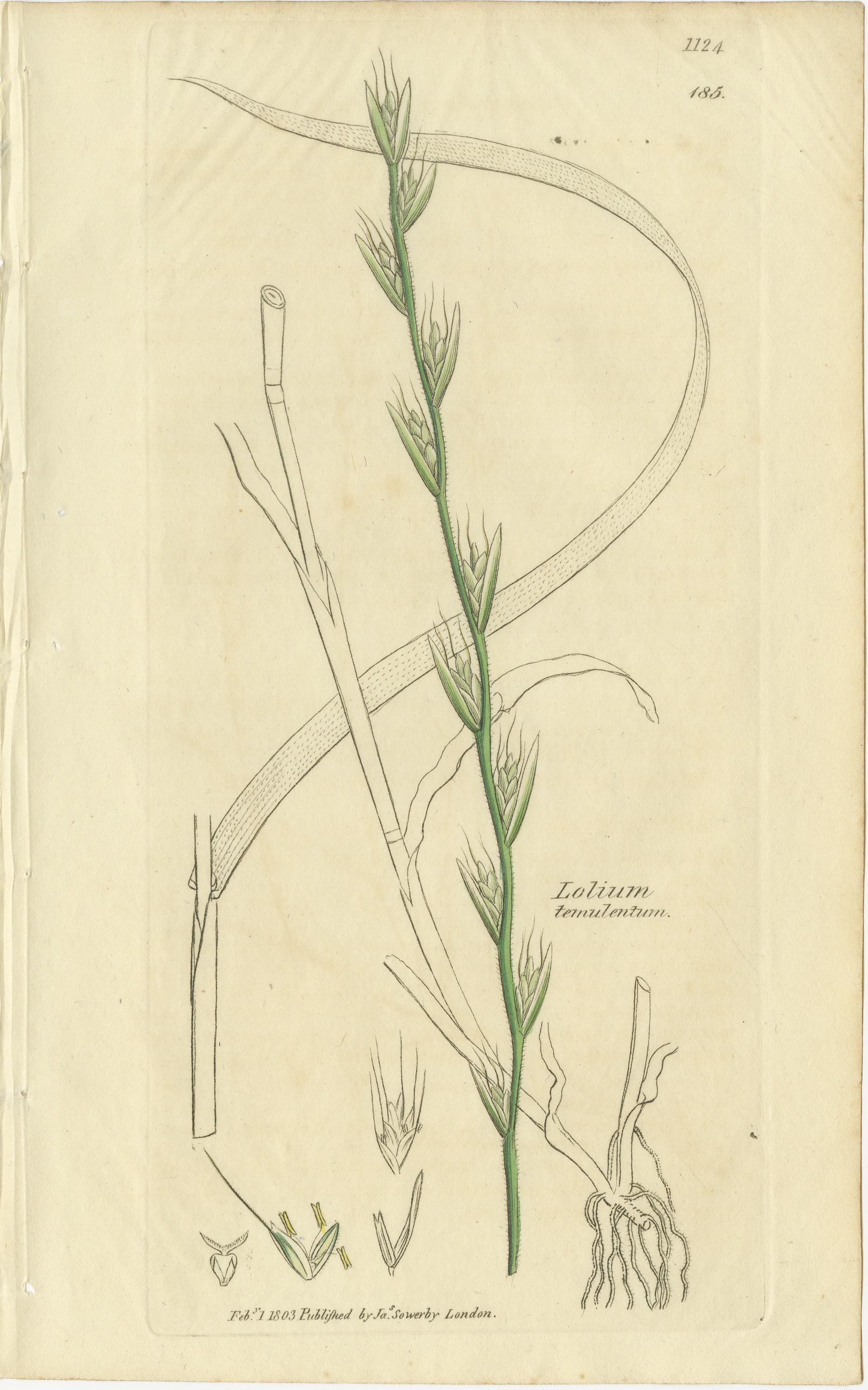 Conjunto de 9 grabados botánicos antiguos de hierbas y flores silvestres, c.1830

Este elegante conjunto de nueve grabados botánicos antiguos data de alrededor de 1830 y presenta un estudio bellamente detallado de las gramíneas y hierbas silvestres