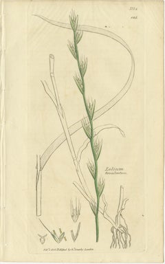 Set di 9 antiche incisioni botaniche di erbe e fiori selvatici, 1830 ca.