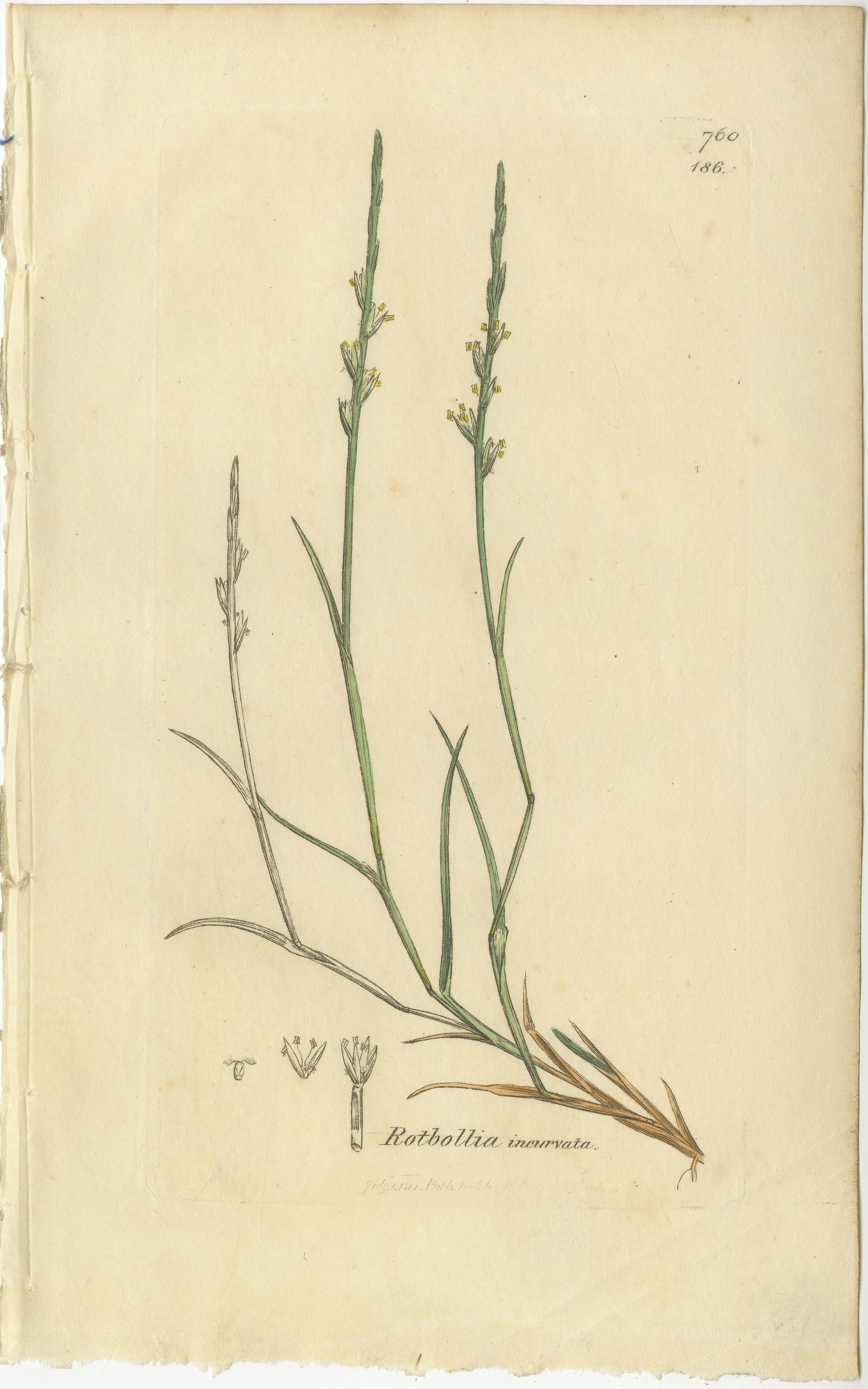 Conjunto de 9 grabados botánicos antiguos de hierbas y flores silvestres, c.1830 Británico en venta