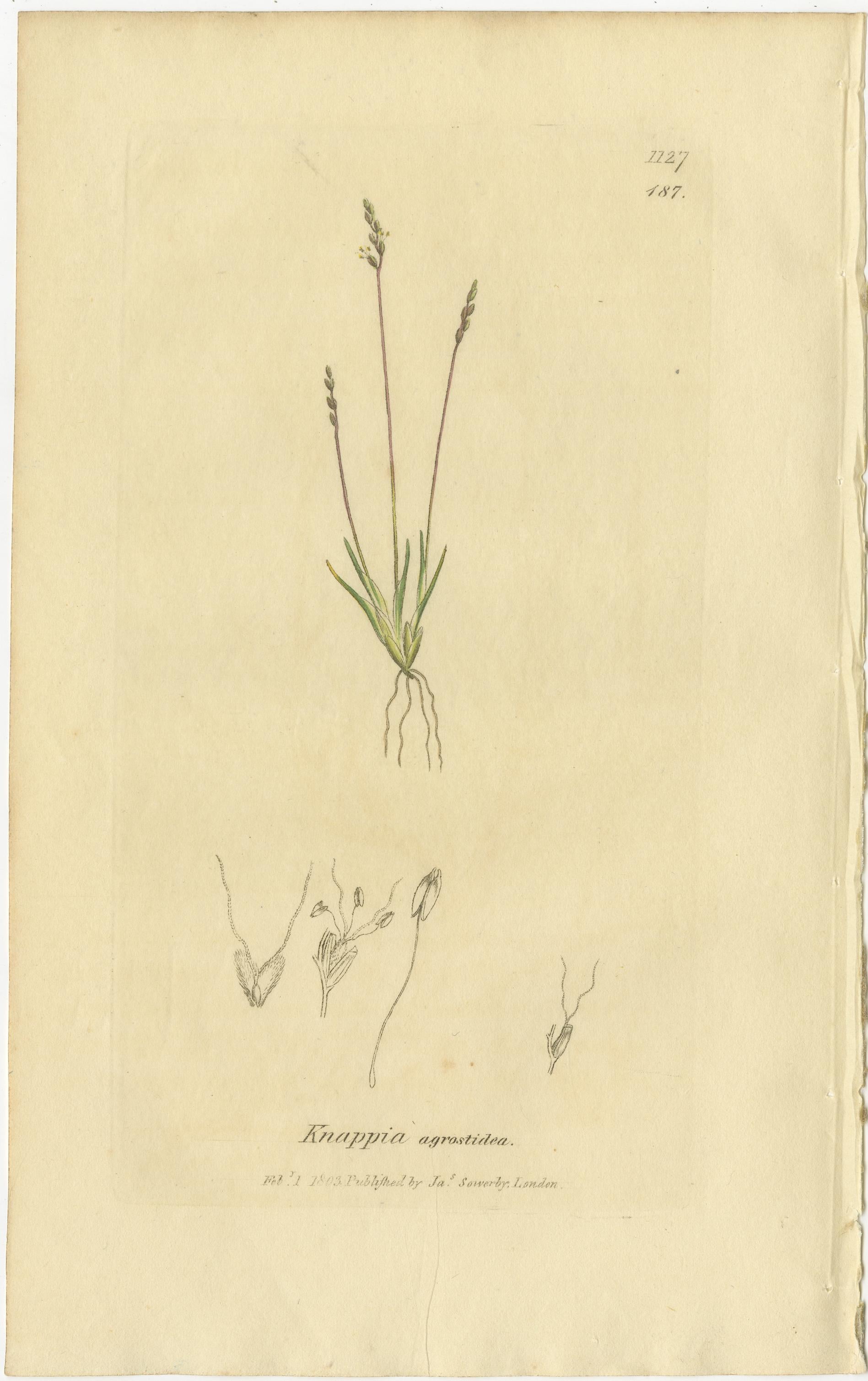 Conjunto de 9 grabados botánicos antiguos de hierbas y flores silvestres, c.1830 Grabado en venta