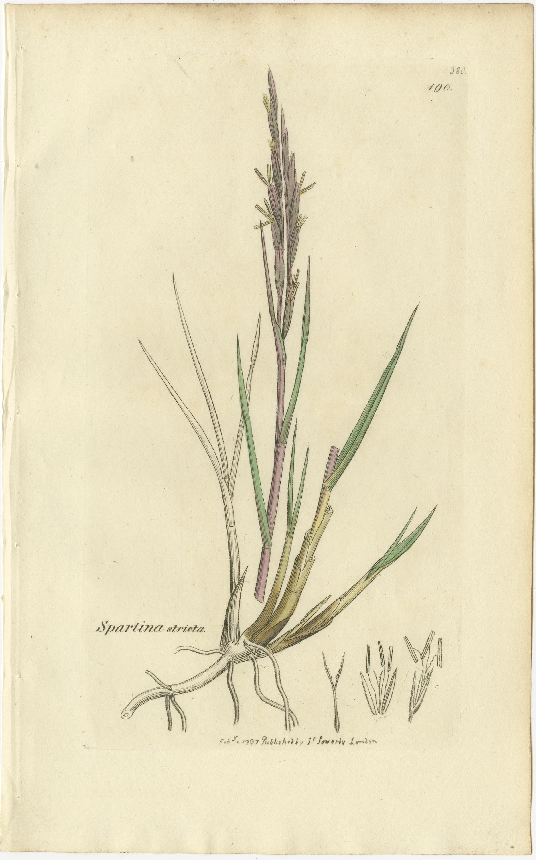 Conjunto de 9 grabados botánicos antiguos de hierbas y flores silvestres, c.1830 Papel en venta