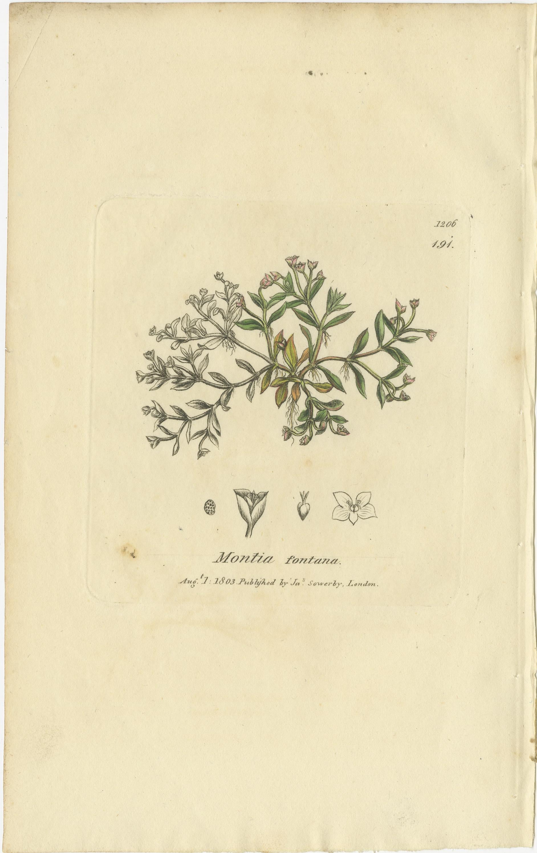 Conjunto de 9 grabados botánicos antiguos de hierbas y flores silvestres, c.1830 en venta 1