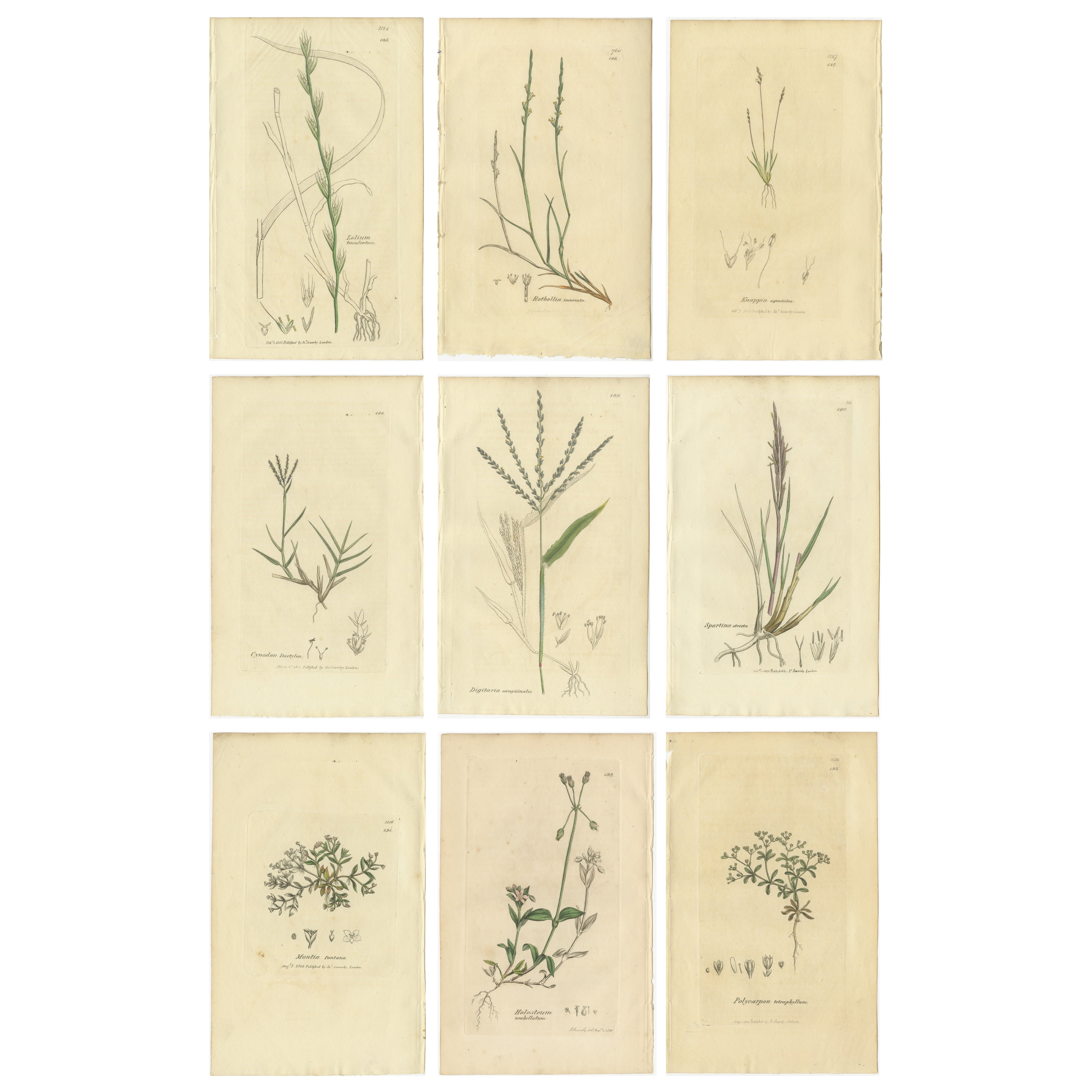 Ensemble de 9 gravures botaniques anciennes de graminées et de fleurs sauvages, C.I.C.