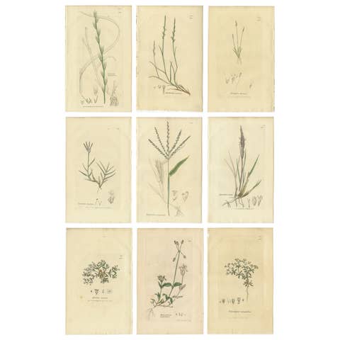Set of 9 Antique Botanical Engravings of Grasses & Wildflowers, c.1830
