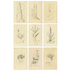 Set of 9 Antique Botanical Engravings of Grasses & Wildflowers, c.1830