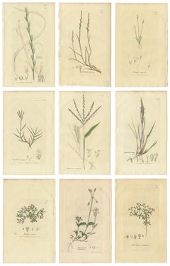 Set of 9 Antique Botanical Engravings of Grasses & Wildflowers, c.1830