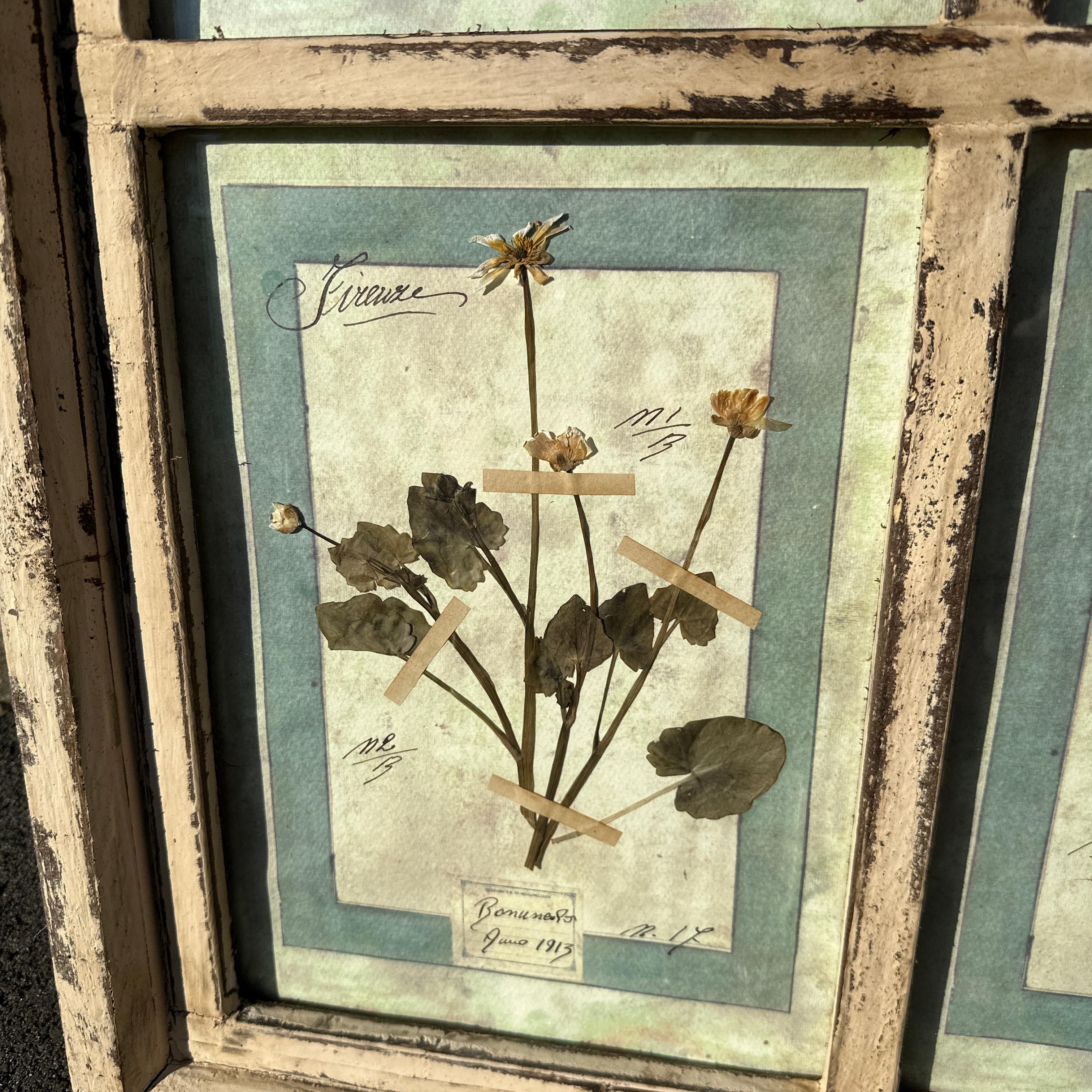 Questo set unico e splendidamente curato presenta nove stampe floreali originali, accuratamente conservate a Firenze, in Italia, nel 1913. Ogni delicato fiore è stato meticolosamente pressato ed esposto, mettendo in mostra i dettagli intricati e la