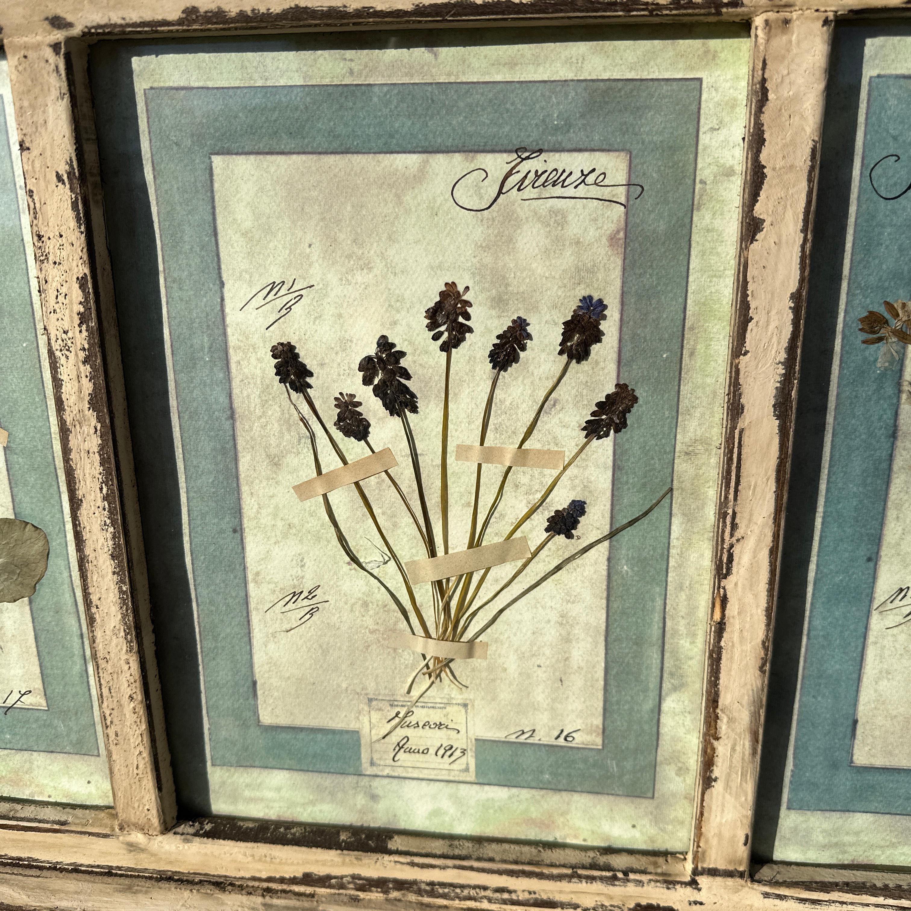 Italiano Set di 9 stampe floreali antiche - CIRCA 1913, Firenze, Italia Set 2