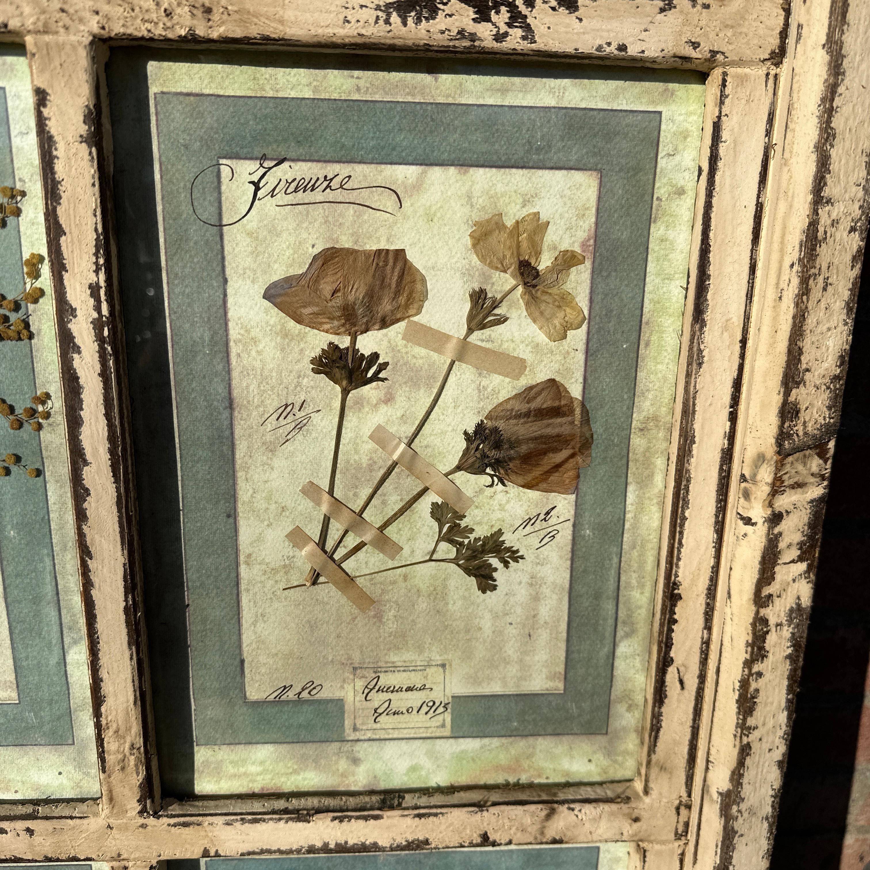 Inizio XX secolo Set di 9 stampe floreali antiche - CIRCA 1913, Firenze, Italia Set 2