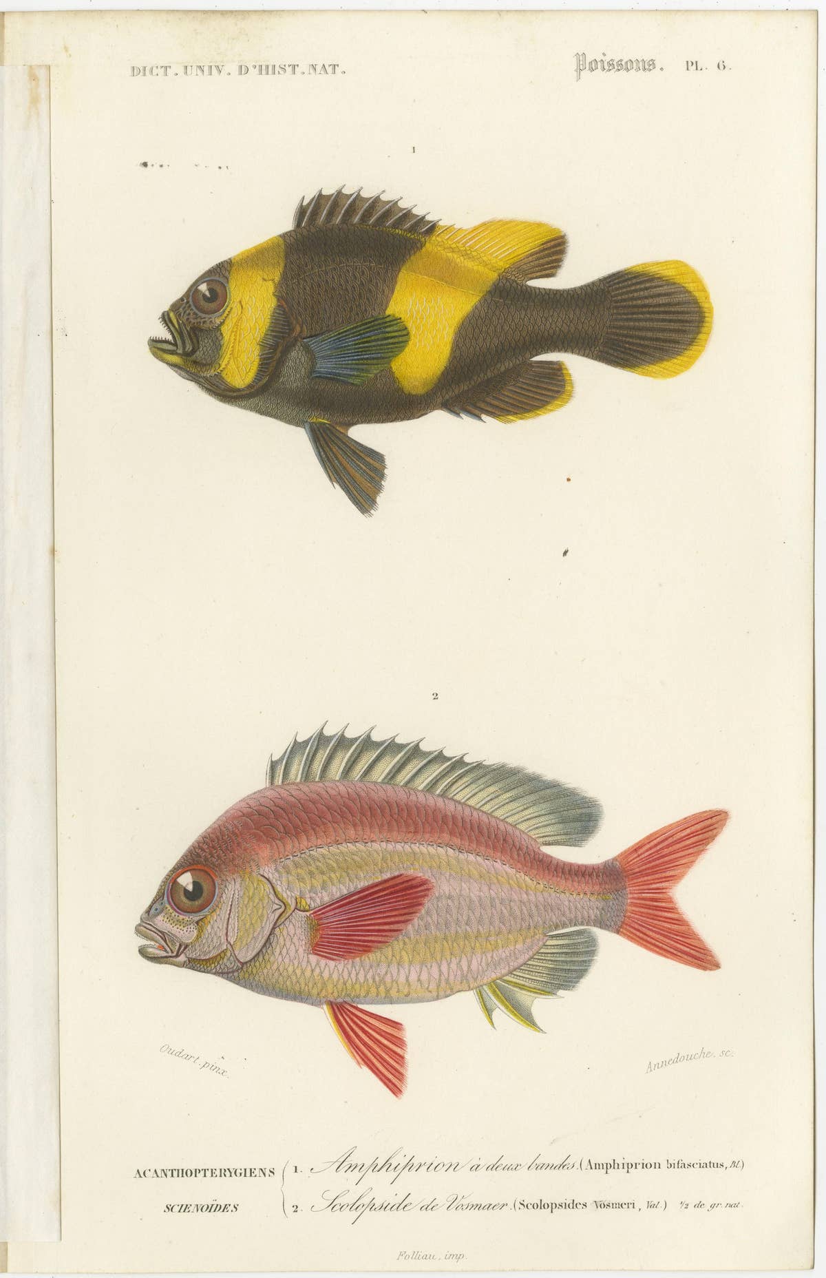 Set of 9 Antique Prints of Various Handcolored Fish Species