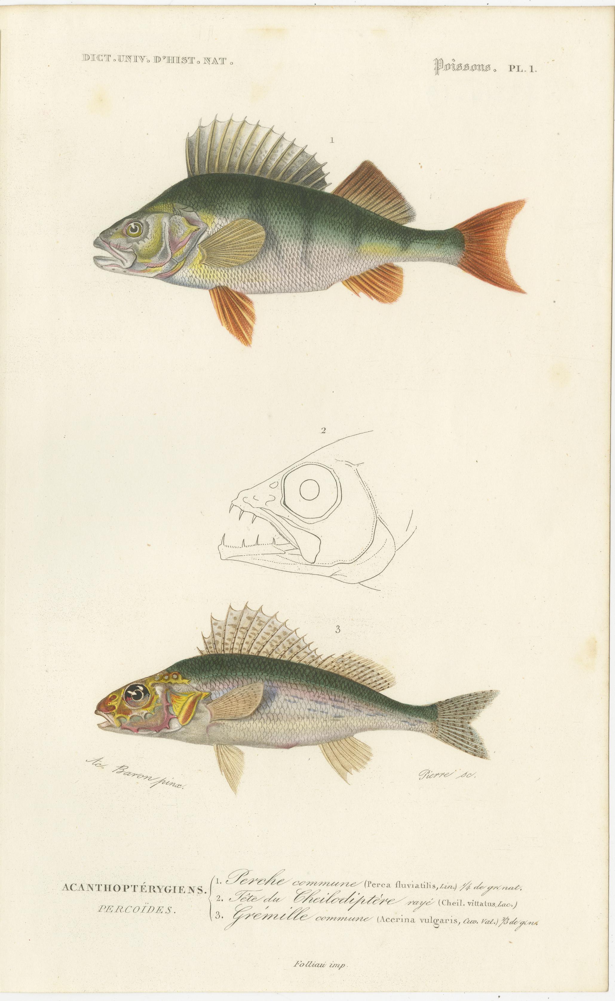 Set of 9 original antique prints of many fish species. These prints originate from 'Dictionnaire universel d'Histoire Naturelle' by d'Orbigny. Published 1861. 

Charles Henry Dessalines d'Orbigny was a French botanist and geologist specializing in