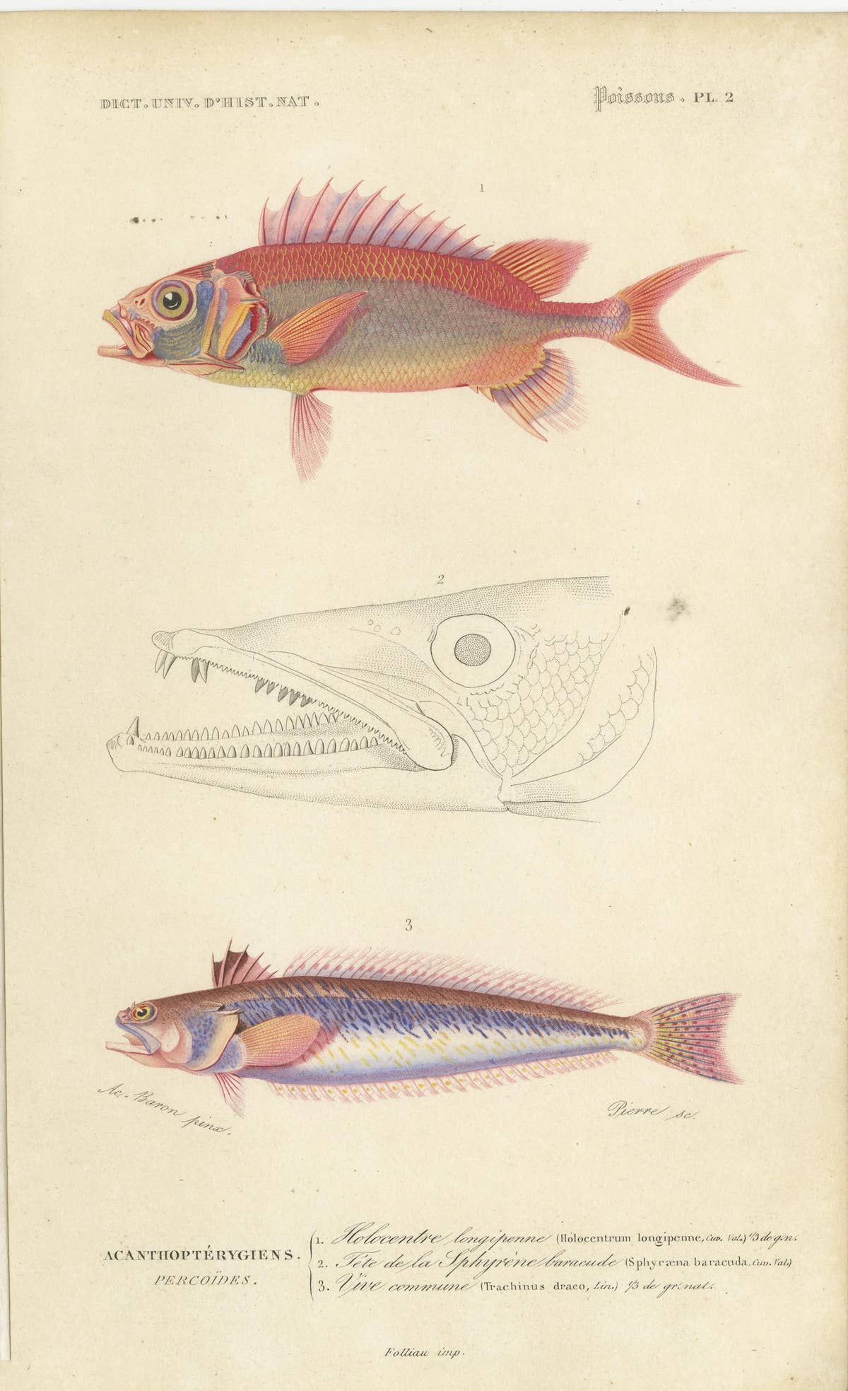 Set of 9 Antique Prints of Various Handcolored Fish Species