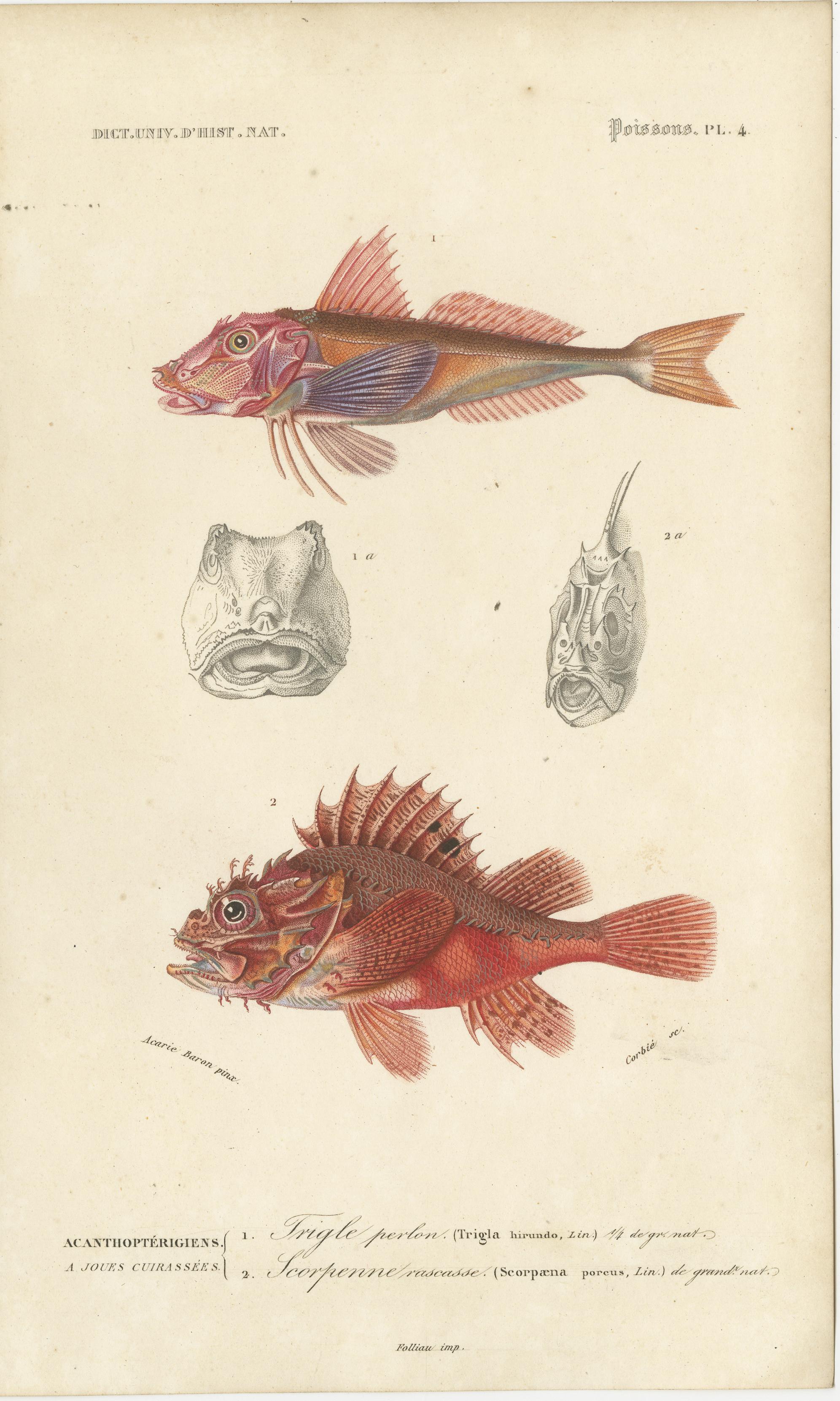 Set of 9 Antique Print of Various Fish Species In Good Condition For Sale In Langweer, NL