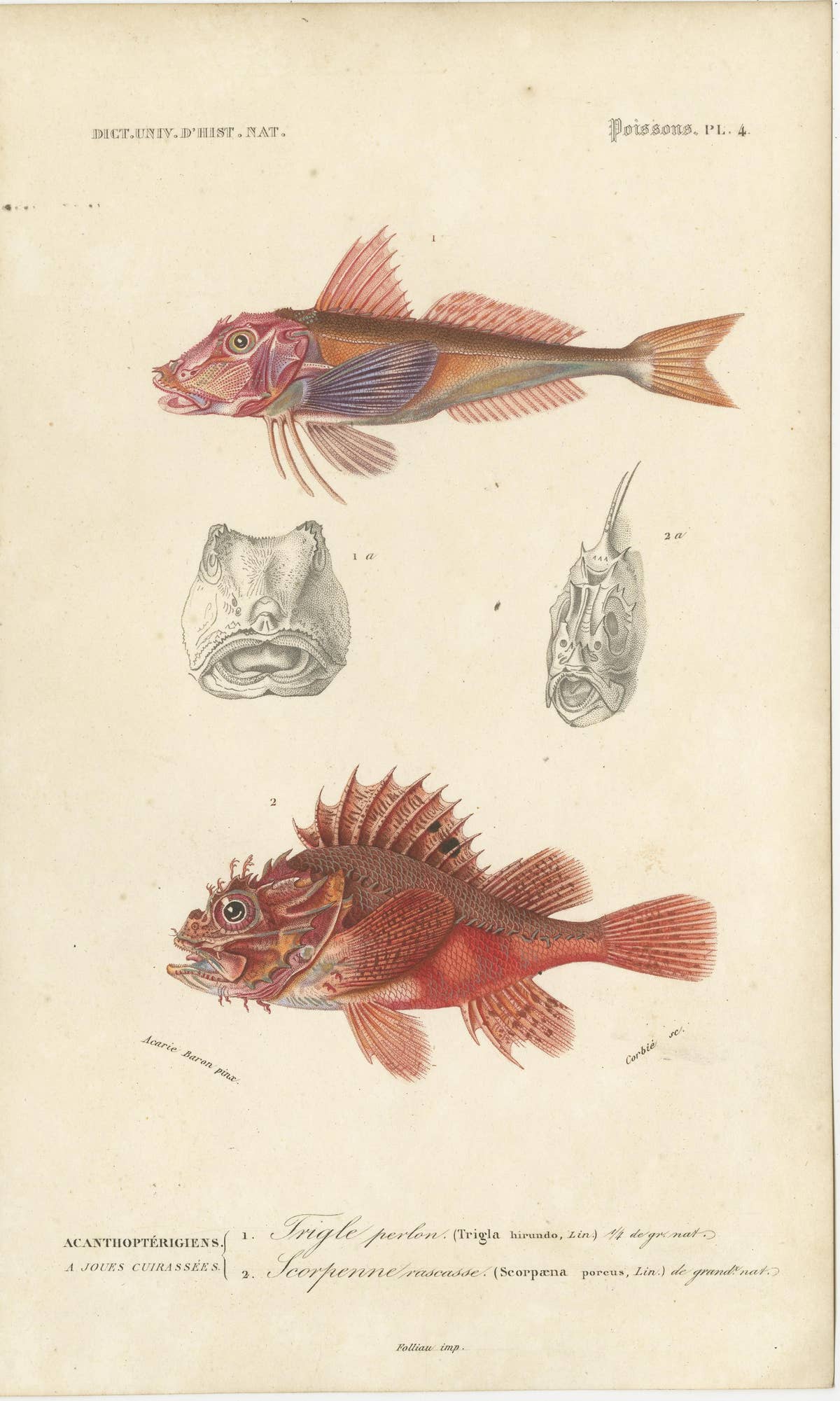 Set of 9 Antique Prints of Various Handcolored Fish Species