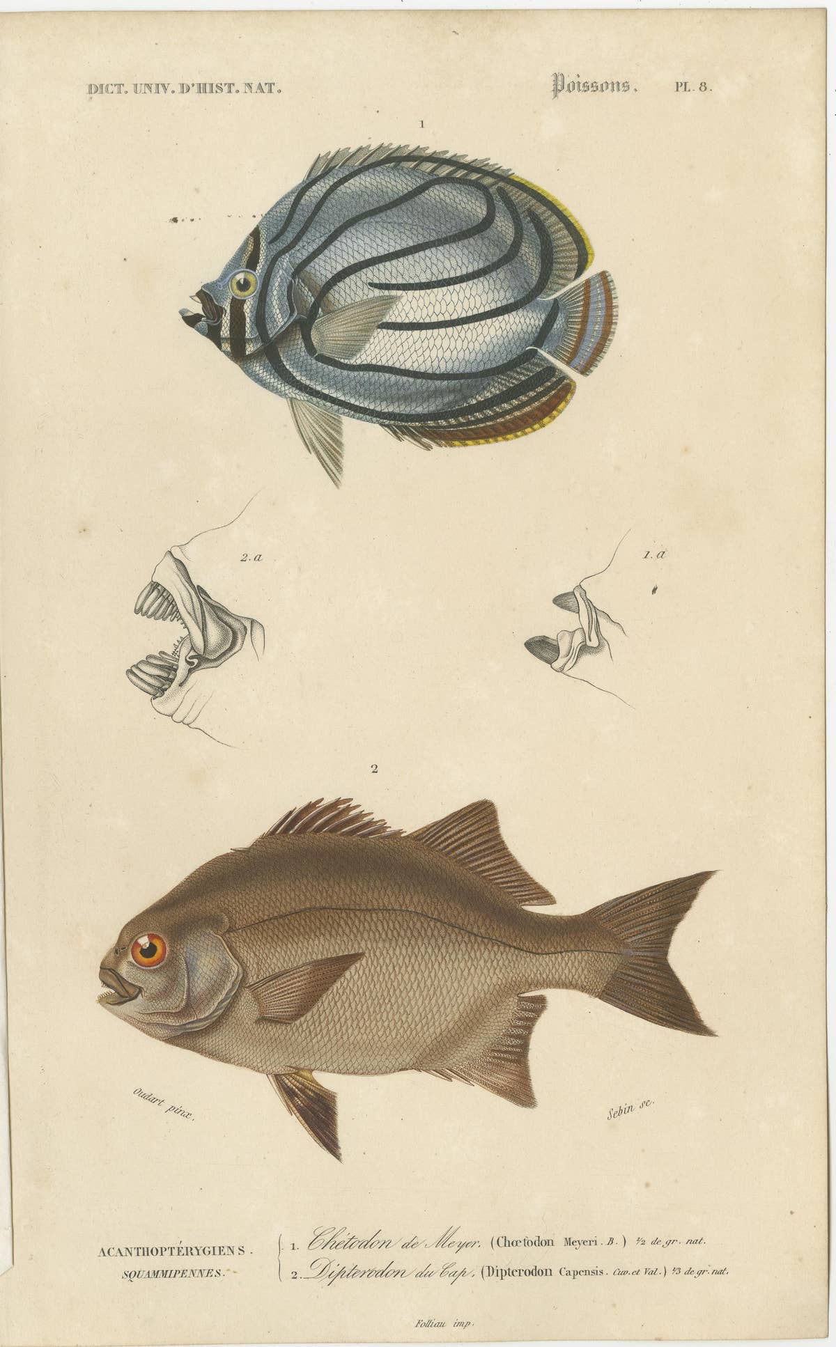 Set of 9 Antique Prints of Various Handcolored Fish Species