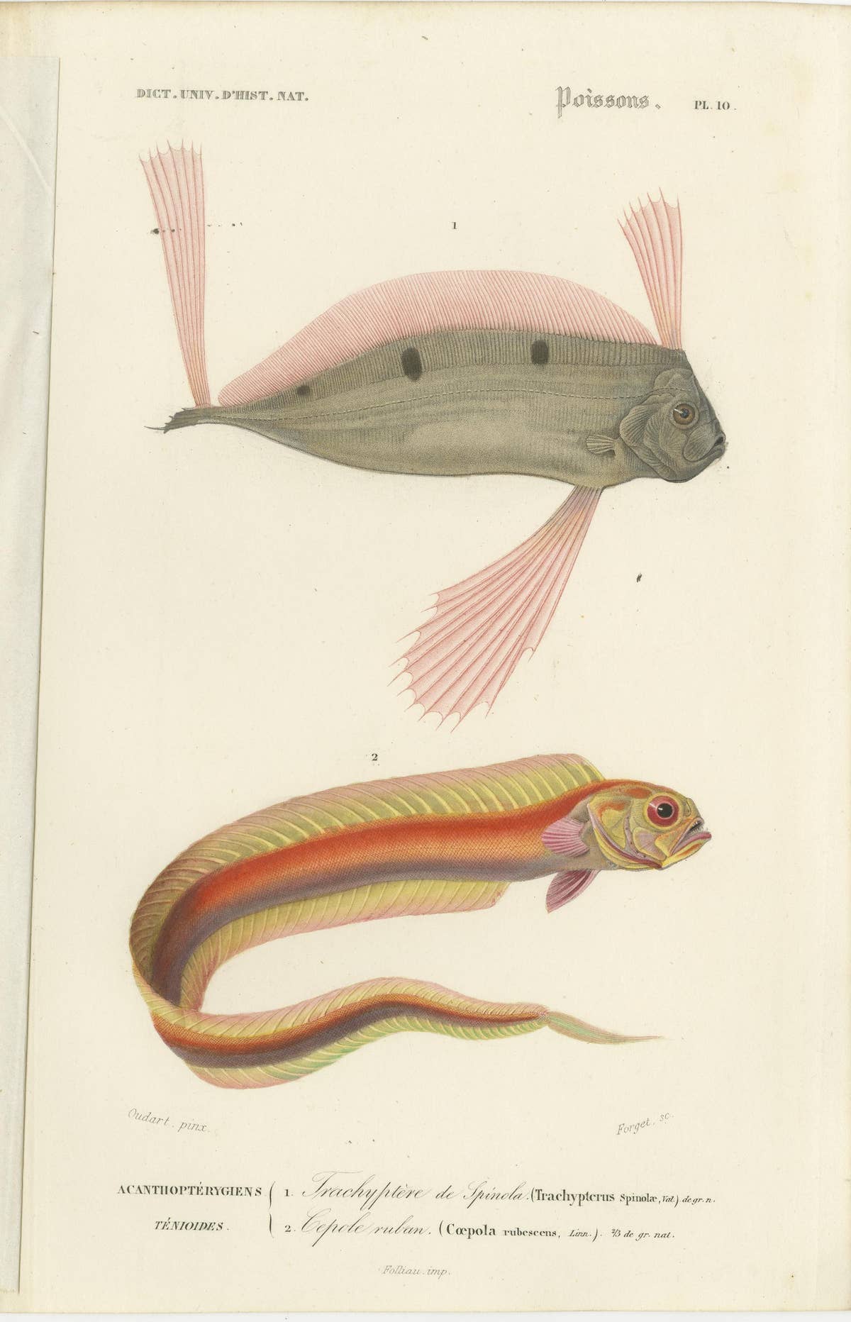 Set of 9 Antique Prints of Various Handcolored Fish Species