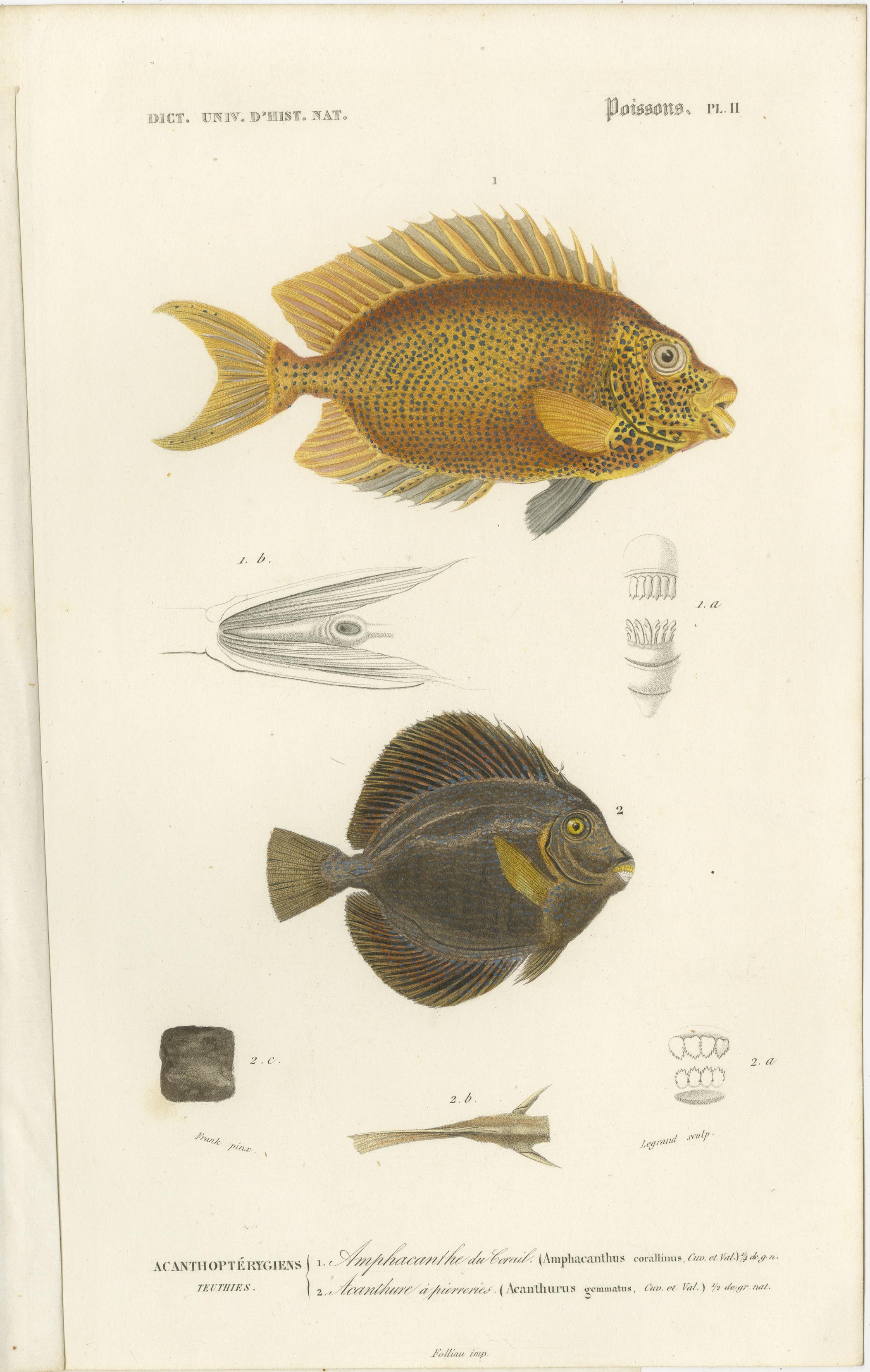 Set of 9 Antique Print of Various Fish Species For Sale 1
