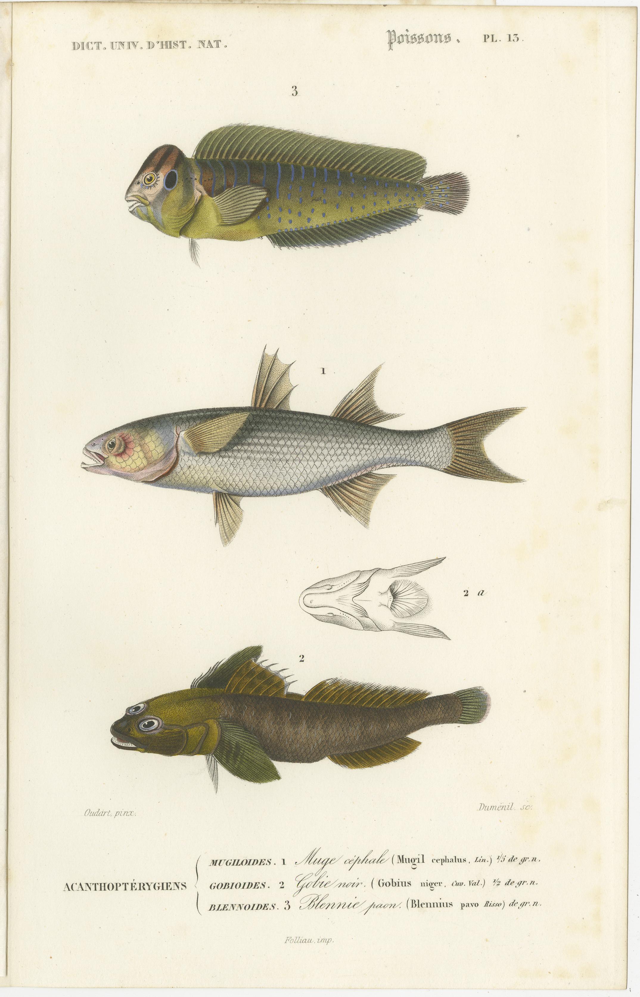 Set of 9 Antique Print of Various Fish Species For Sale 2