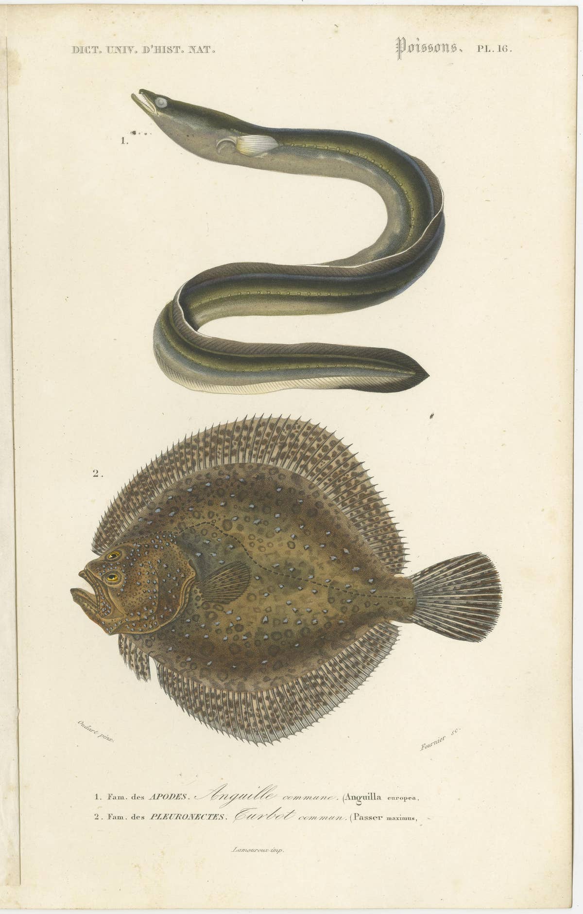 Set of 9 Antique Prints of Various Handcolored Fish Species