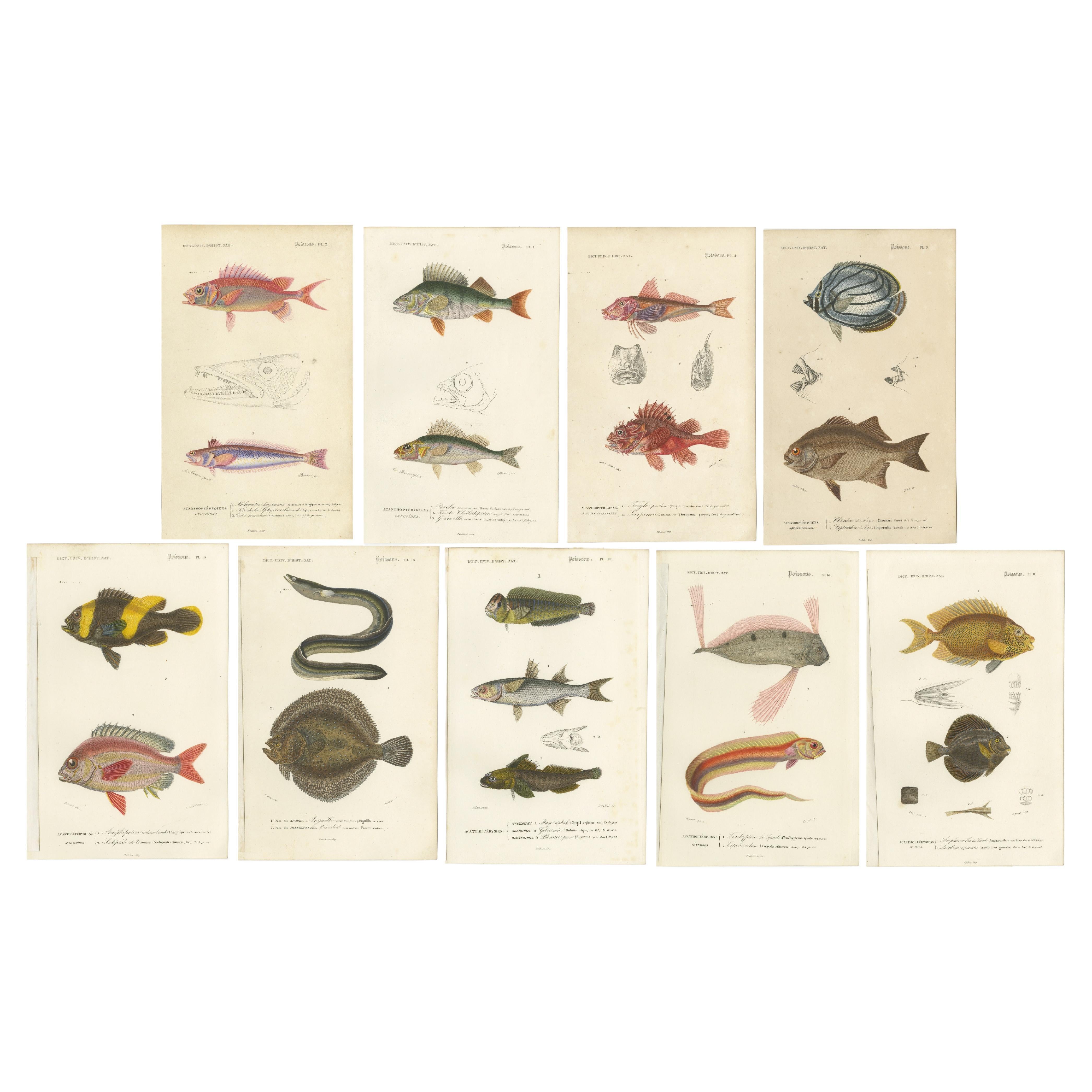 Set of 9 Antique Print of Various Fish Species For Sale