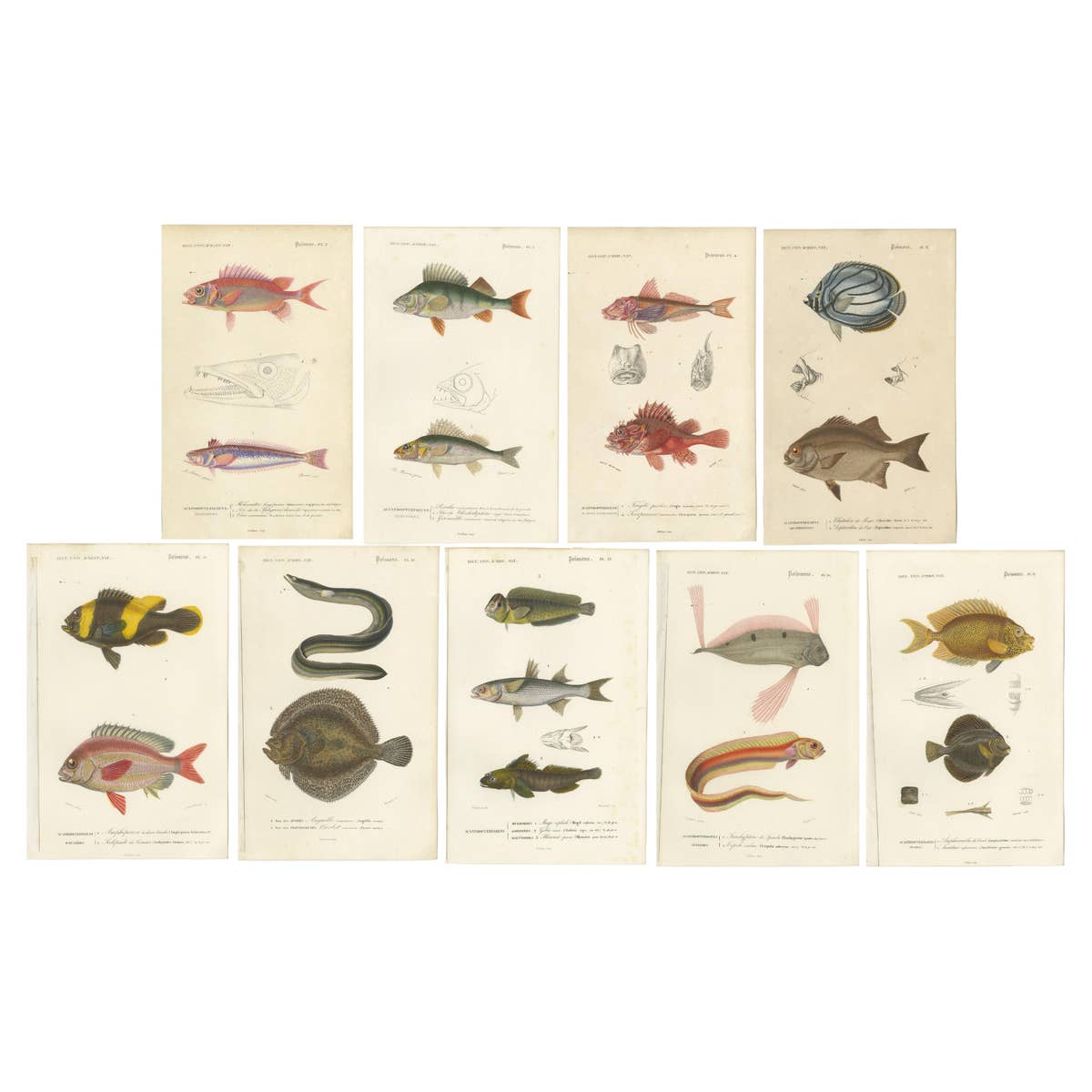 Set of 9 Antique Prints of Various Handcolored Fish Species