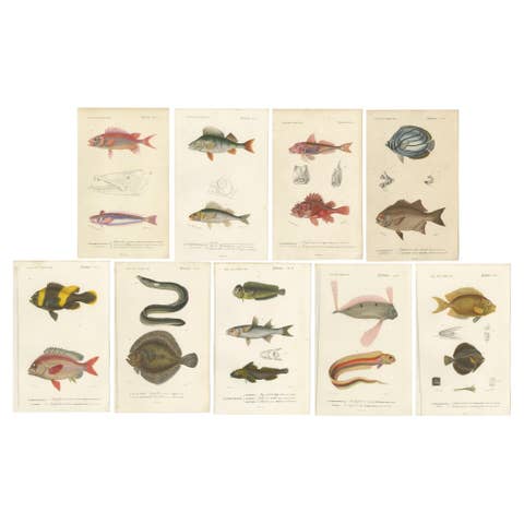 Set of 9 Antique Prints of Various Handcolored Fish Species