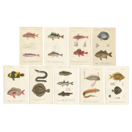 Set of 9 Antique Prints of Various Handcolored Fish Species