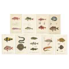Set of 9 Antique Print of Various Fish Species