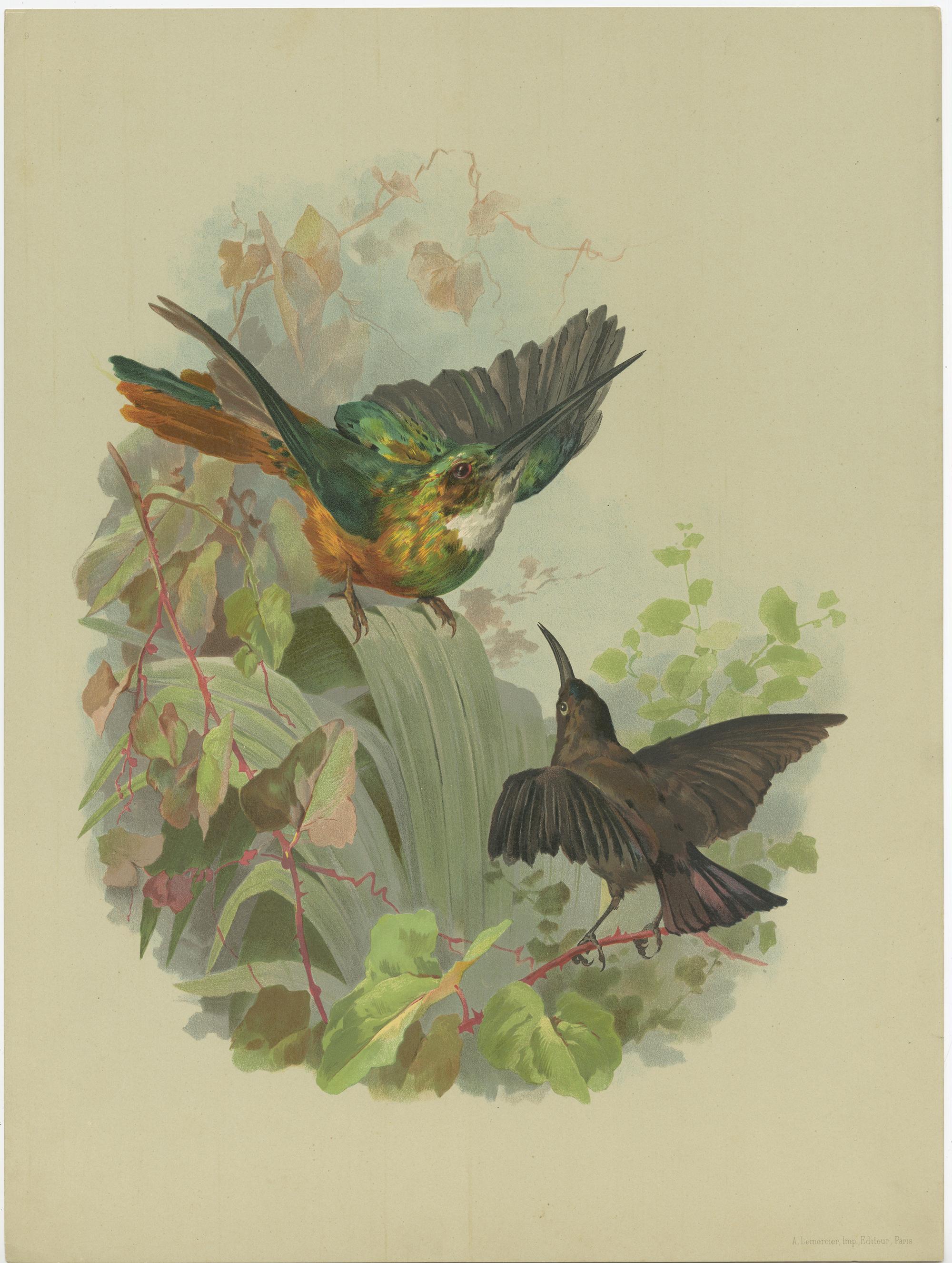 Set of 9 Antique Prints of various Birds, Plants and Trees by Lemercier 'c.1890' For Sale 5