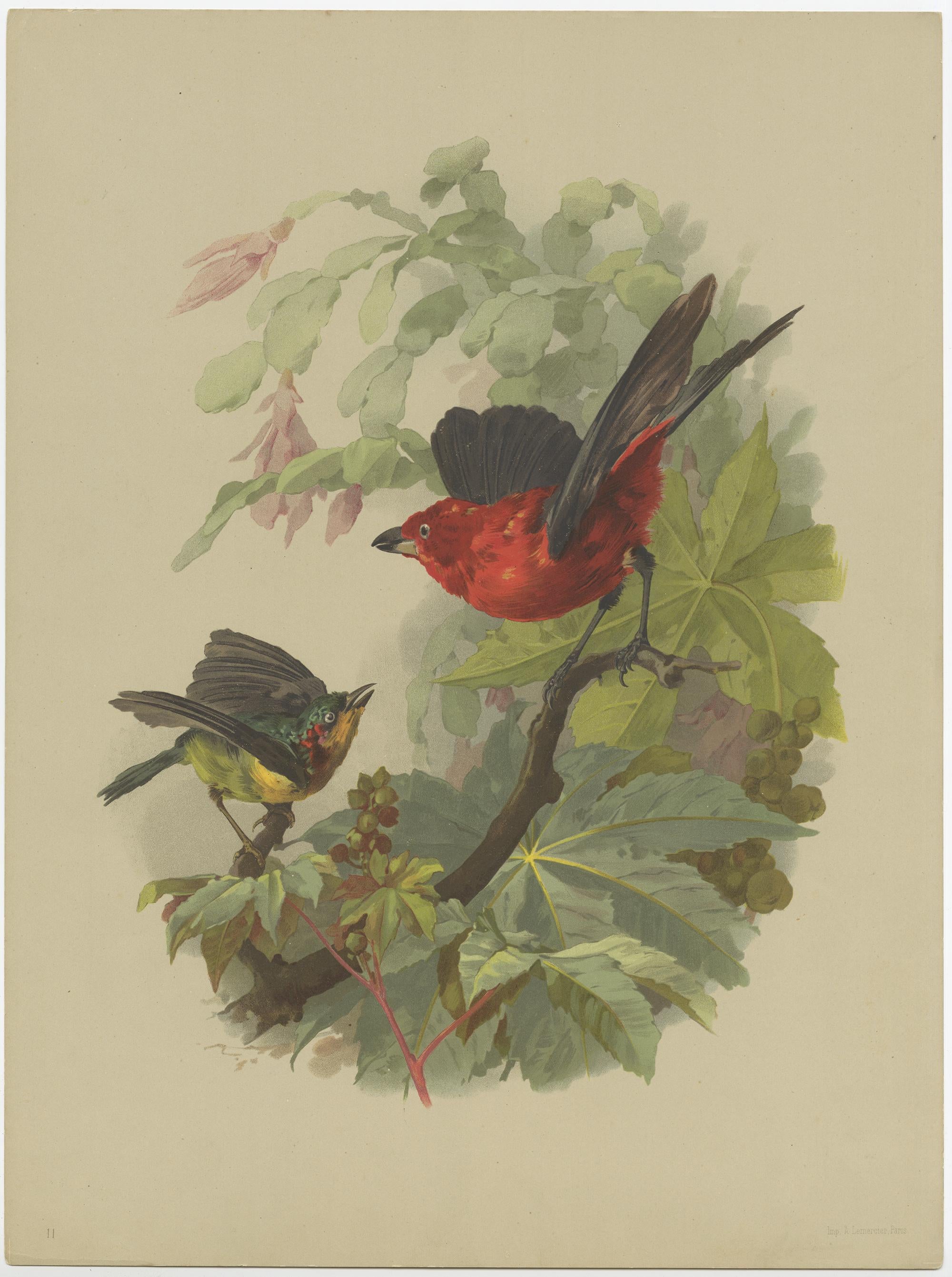 Set of 9 Antique Prints of various Birds, Plants and Trees by Lemercier 'c.1890' In Fair Condition In Langweer, NL
