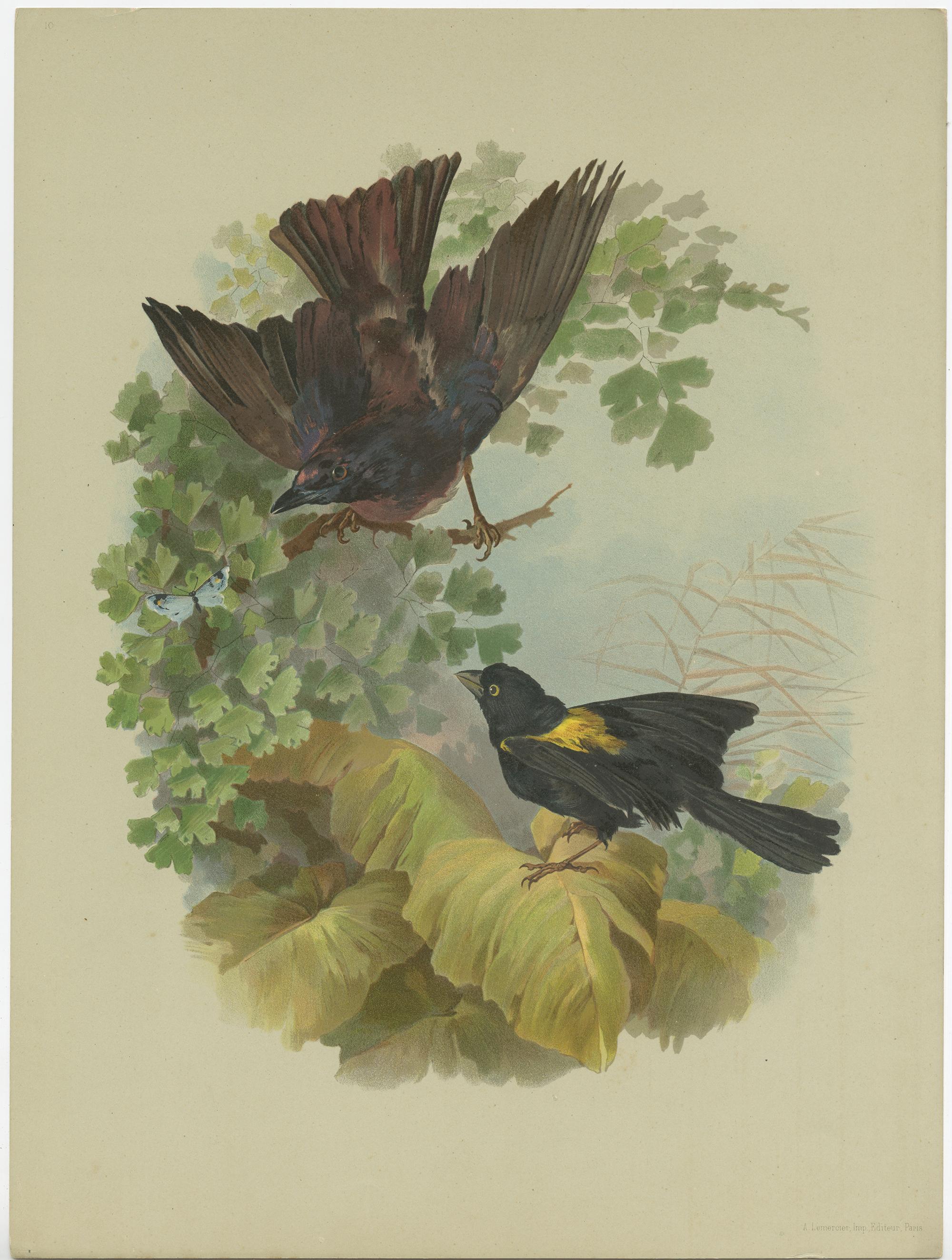 19th Century Set of 9 Antique Prints of various Birds, Plants and Trees by Lemercier 'c.1890' For Sale
