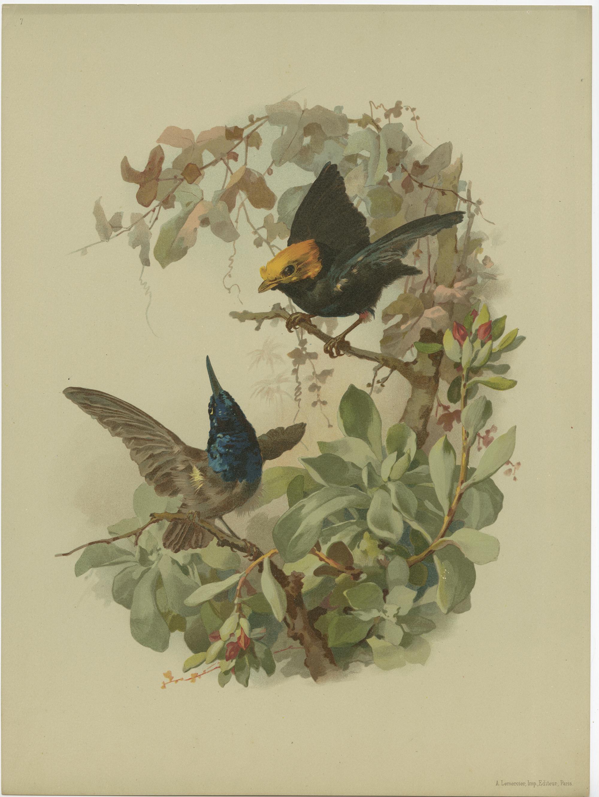 Paper Set of 9 Antique Prints of various Birds, Plants and Trees by Lemercier 'c.1890' For Sale