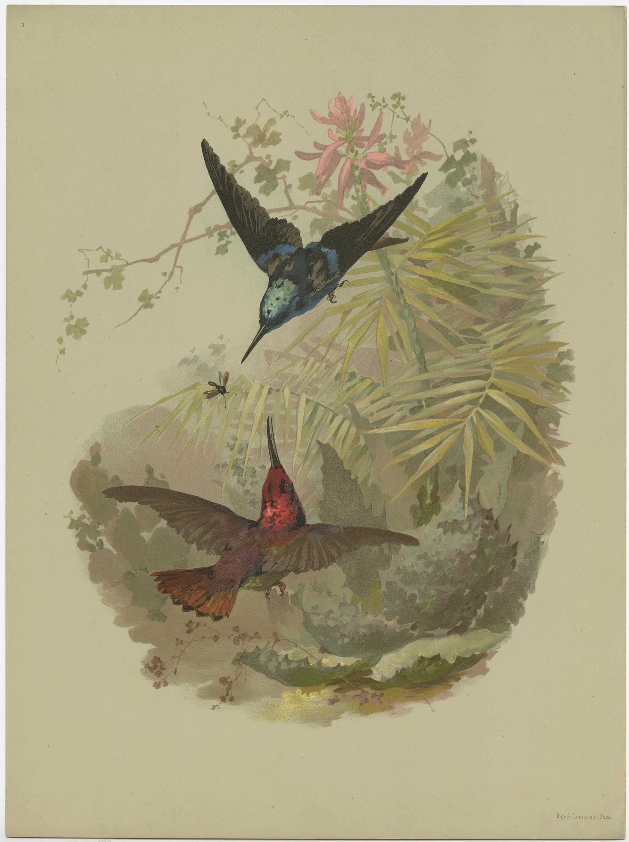 Set of 9 Antique Prints of various Birds, Plants and Trees by Lemercier 'c.1890' For Sale 1