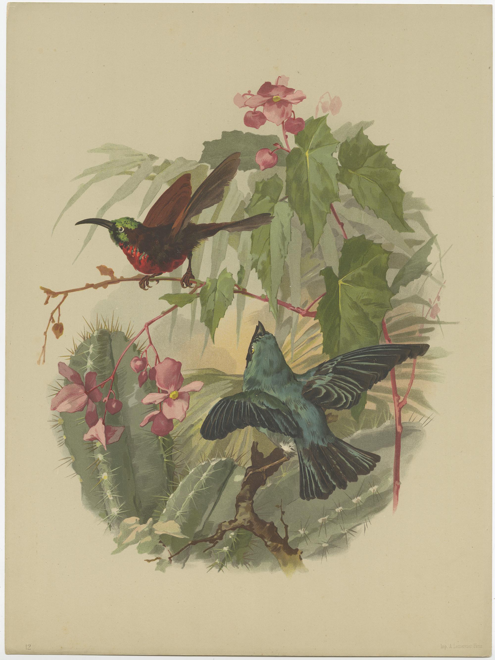 Set of 9 Antique Prints of various Birds, Plants and Trees by Lemercier 'c.1890' For Sale 2
