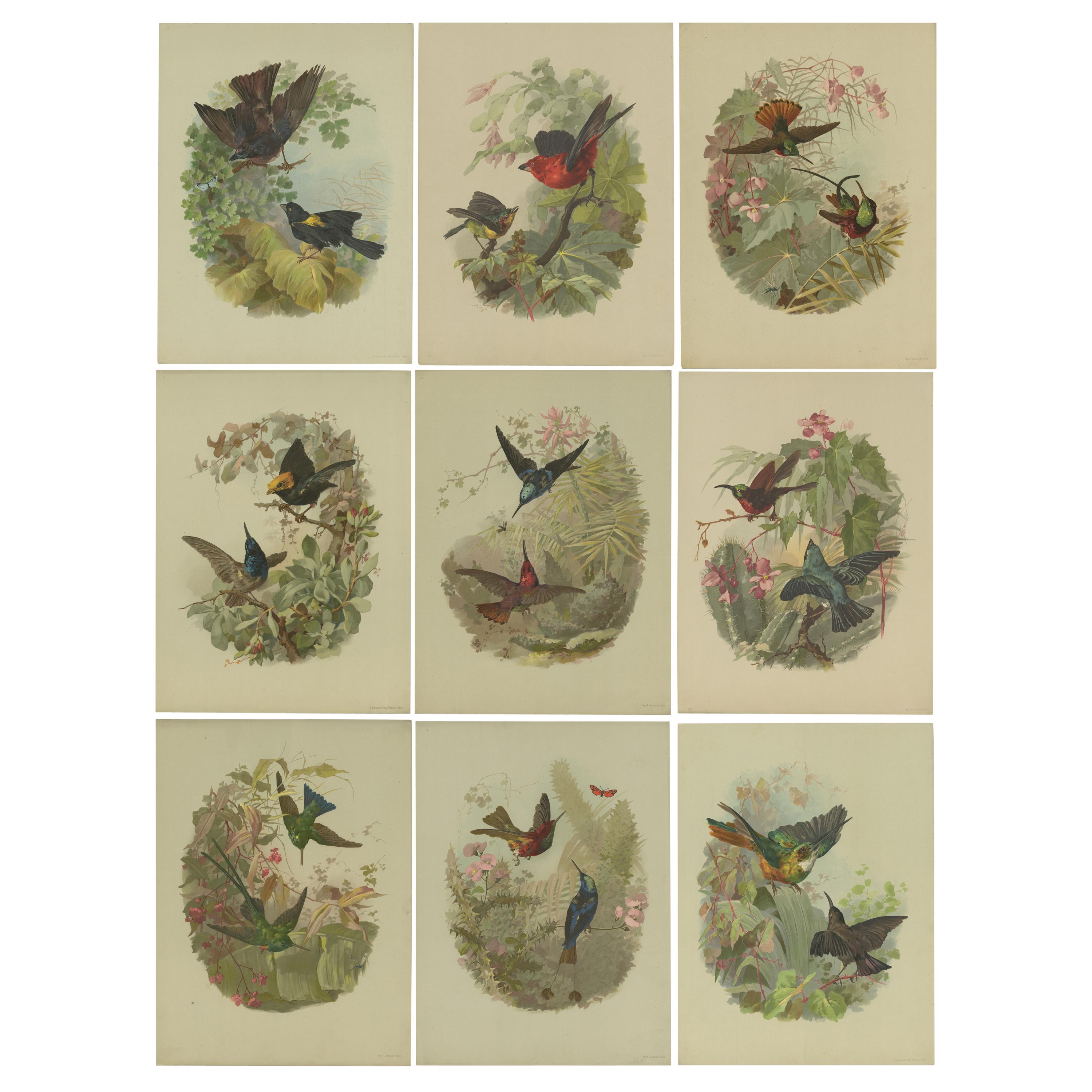 Ensemble de 9 estampes anciennes d'oiseaux, de plantes et d'arbres divers par Lemercier, vers 1890