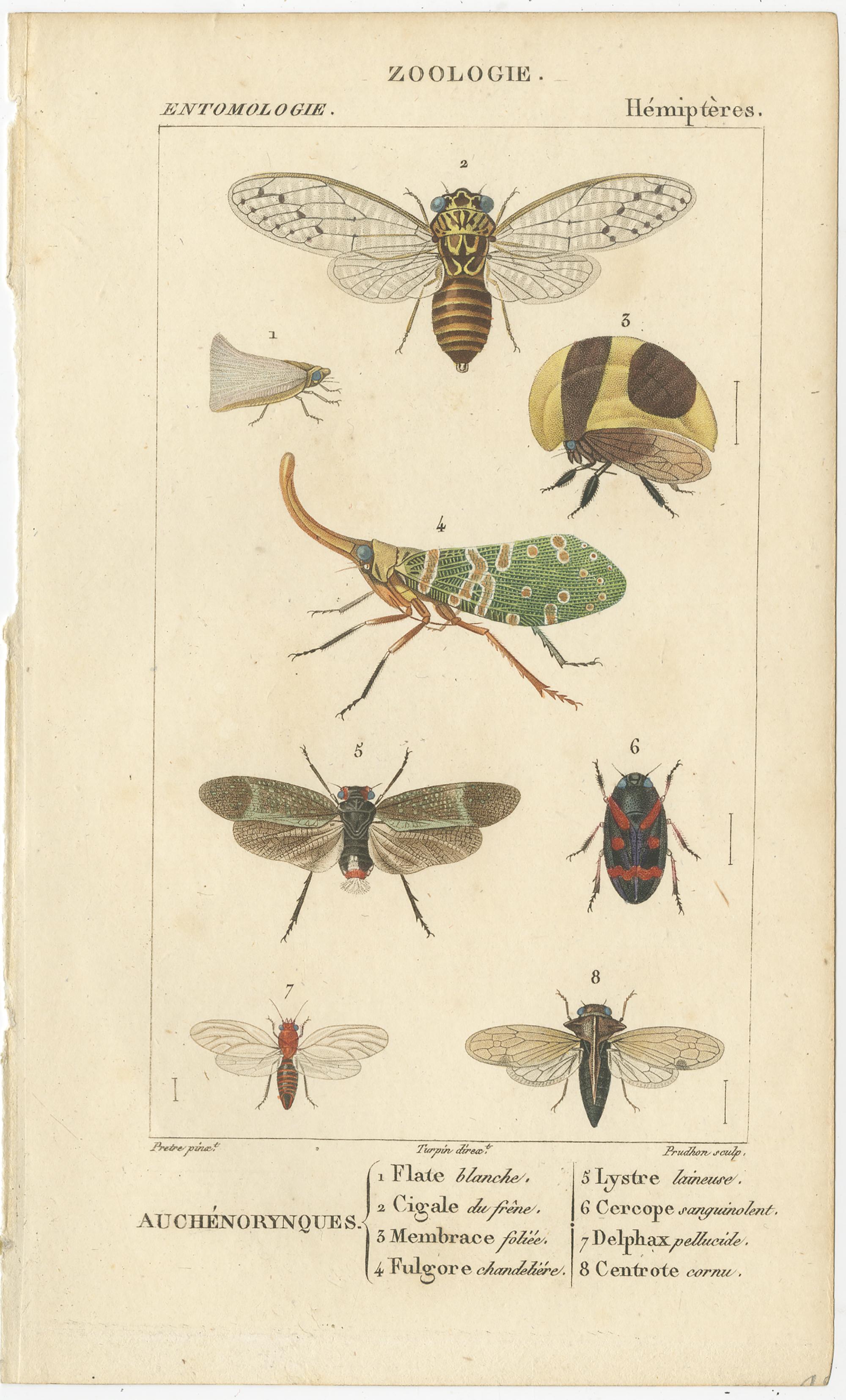 Set of 9 Antique Prints of Various Insects by Turpin, 1816 For Sale 5