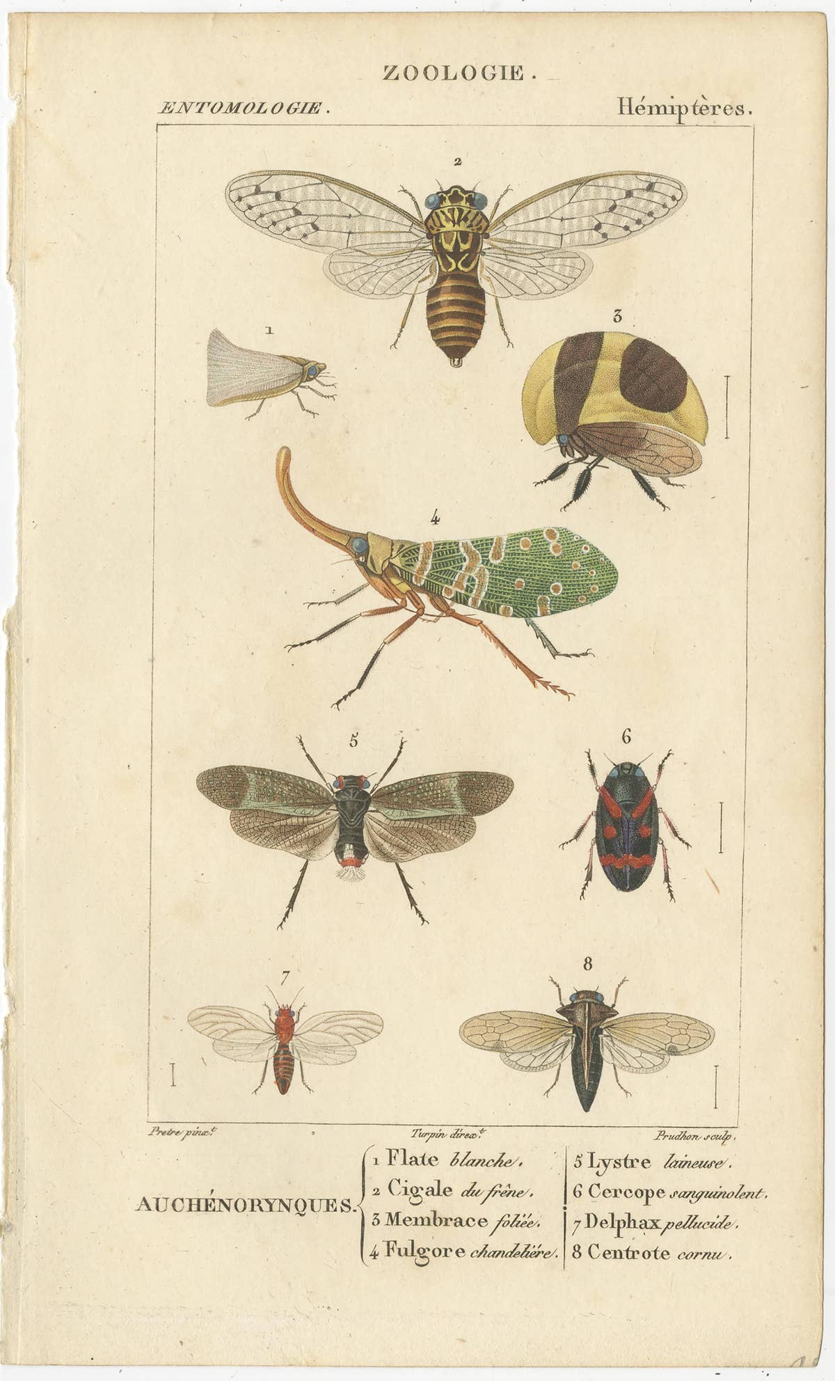Set of 9 Antique Prints of Various Insects by Turpin, 1816