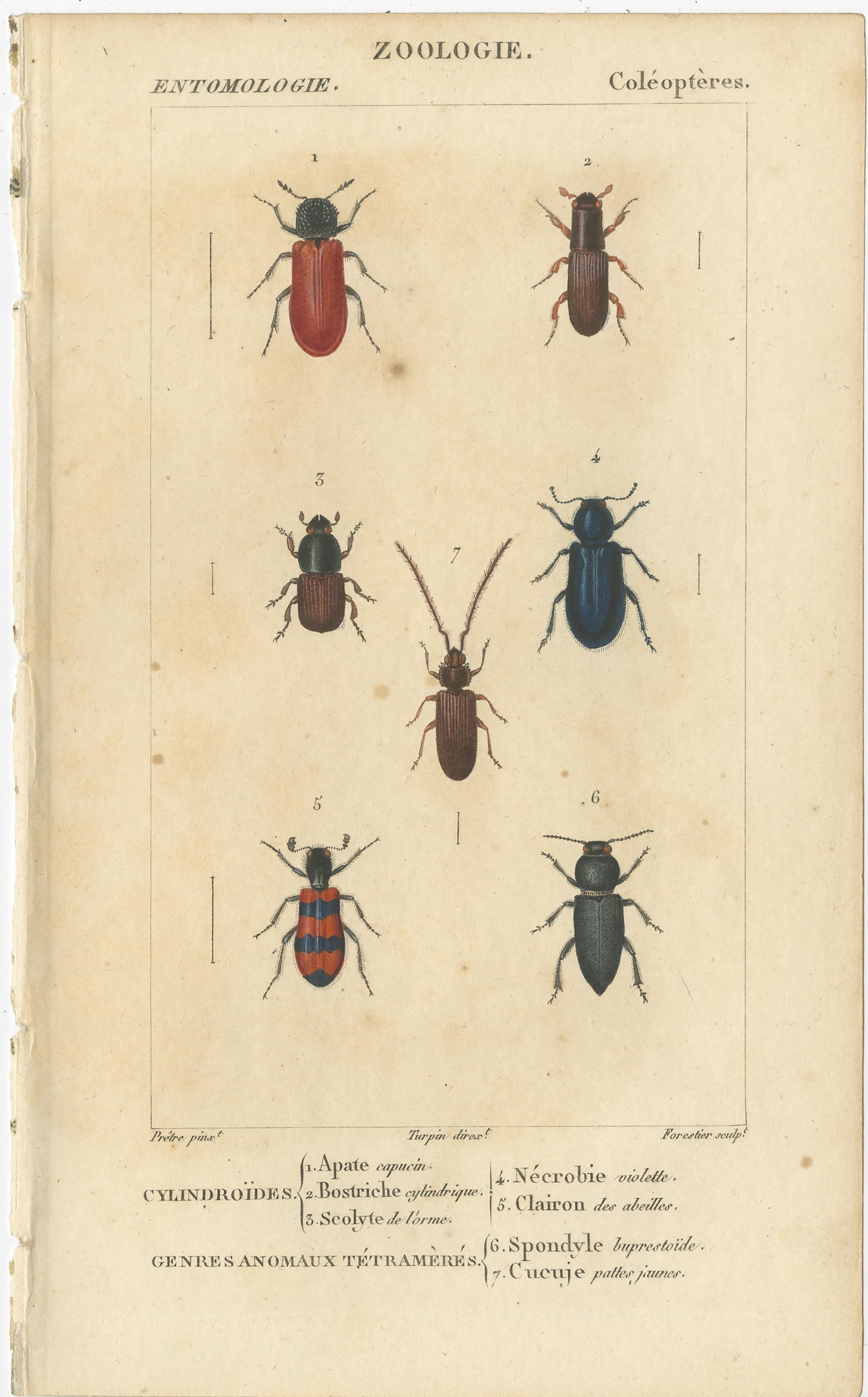 Set of 9 original antique prints of various insects. These prints originate from 'Dictionnaire des Sciences Naturelles' by Pierre Jean Francis Turpin. Published, 1816.