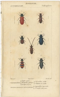 Set di 9 stampe antiche di vari insetti di Turpin, 1816