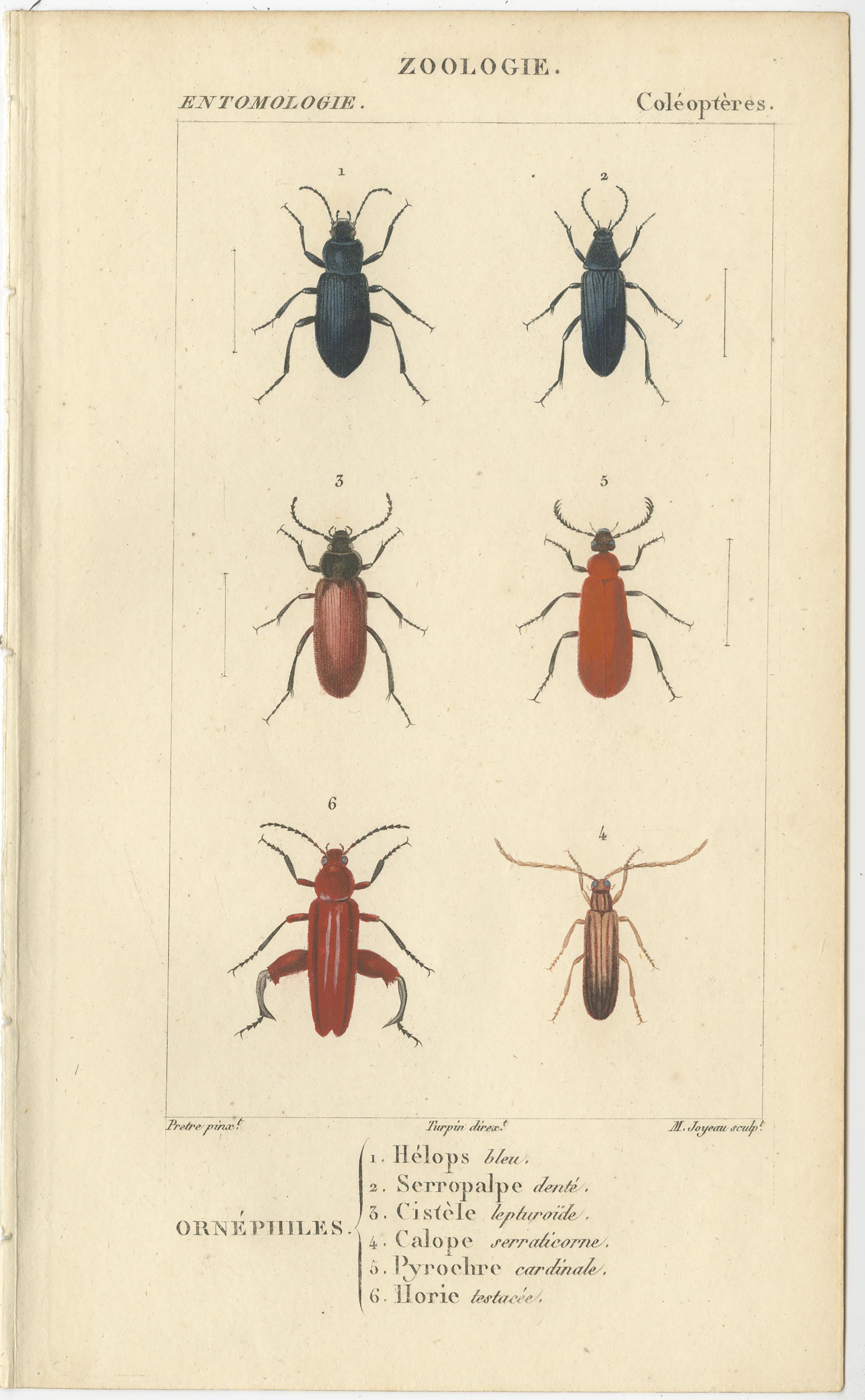 Set of 9 Antique Prints of Various Insects by Turpin, 1816 In Good Condition For Sale In Langweer, NL