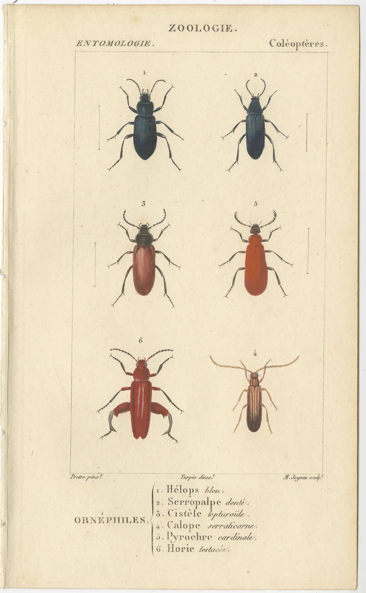 Set of 9 Antique Prints of Various Insects by Turpin, 1816