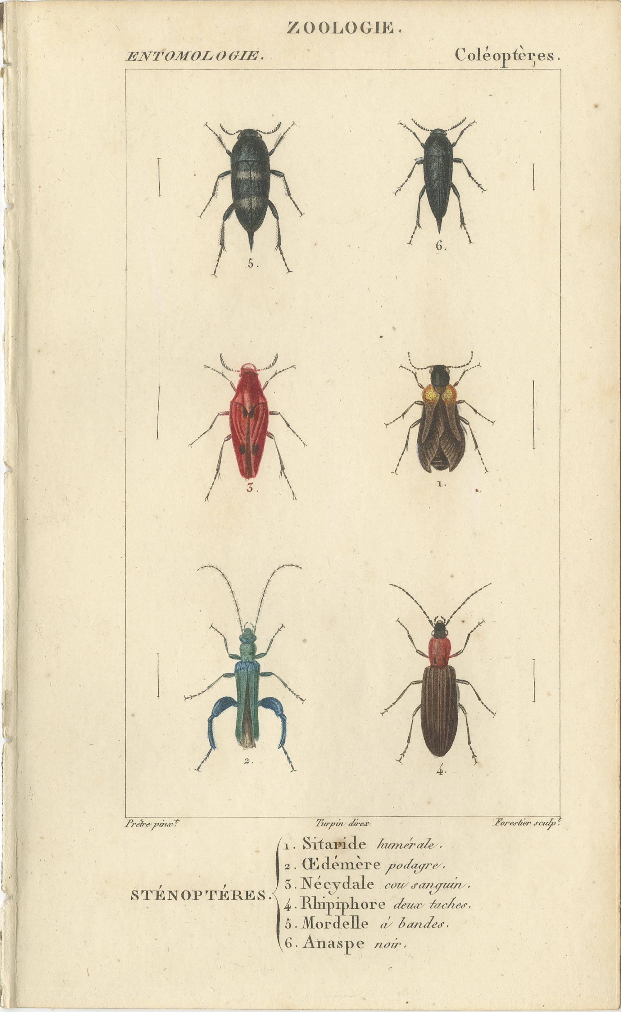 19th Century Set of 9 Antique Prints of Various Insects by Turpin, 1816 For Sale