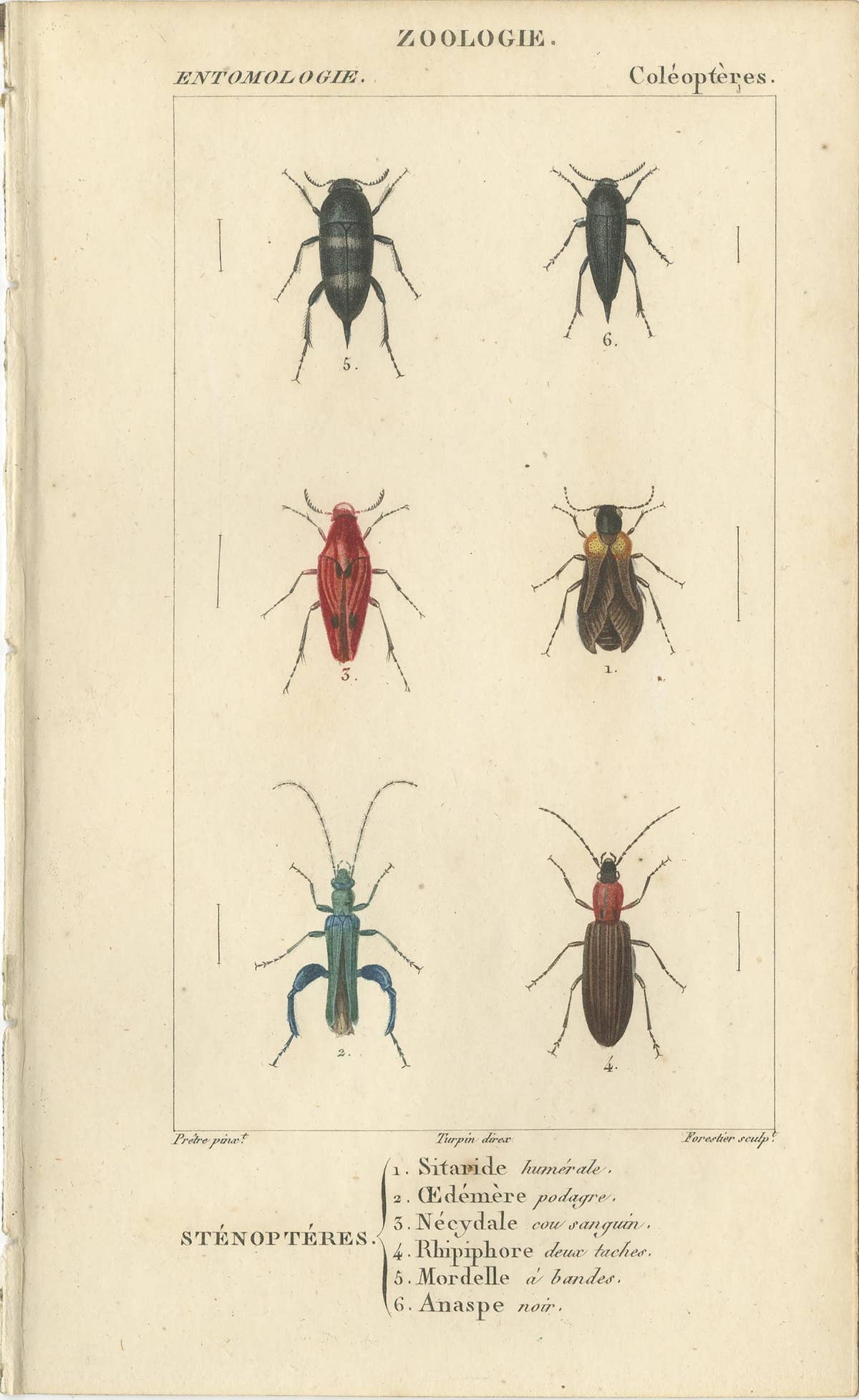 Set of 9 Antique Prints of Various Insects by Turpin, 1816